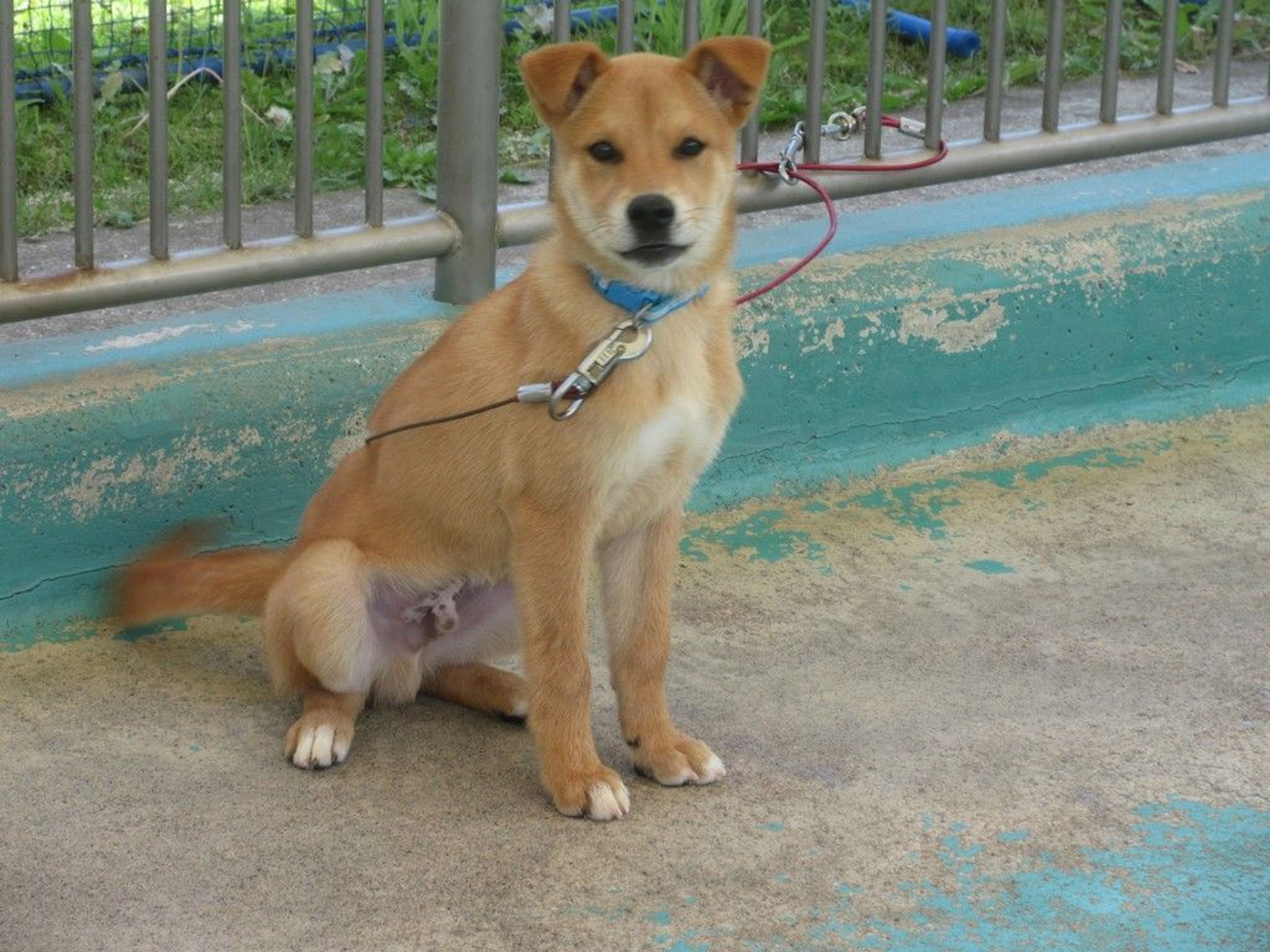 雑種（ミックス犬）・オスの里親募集の写真