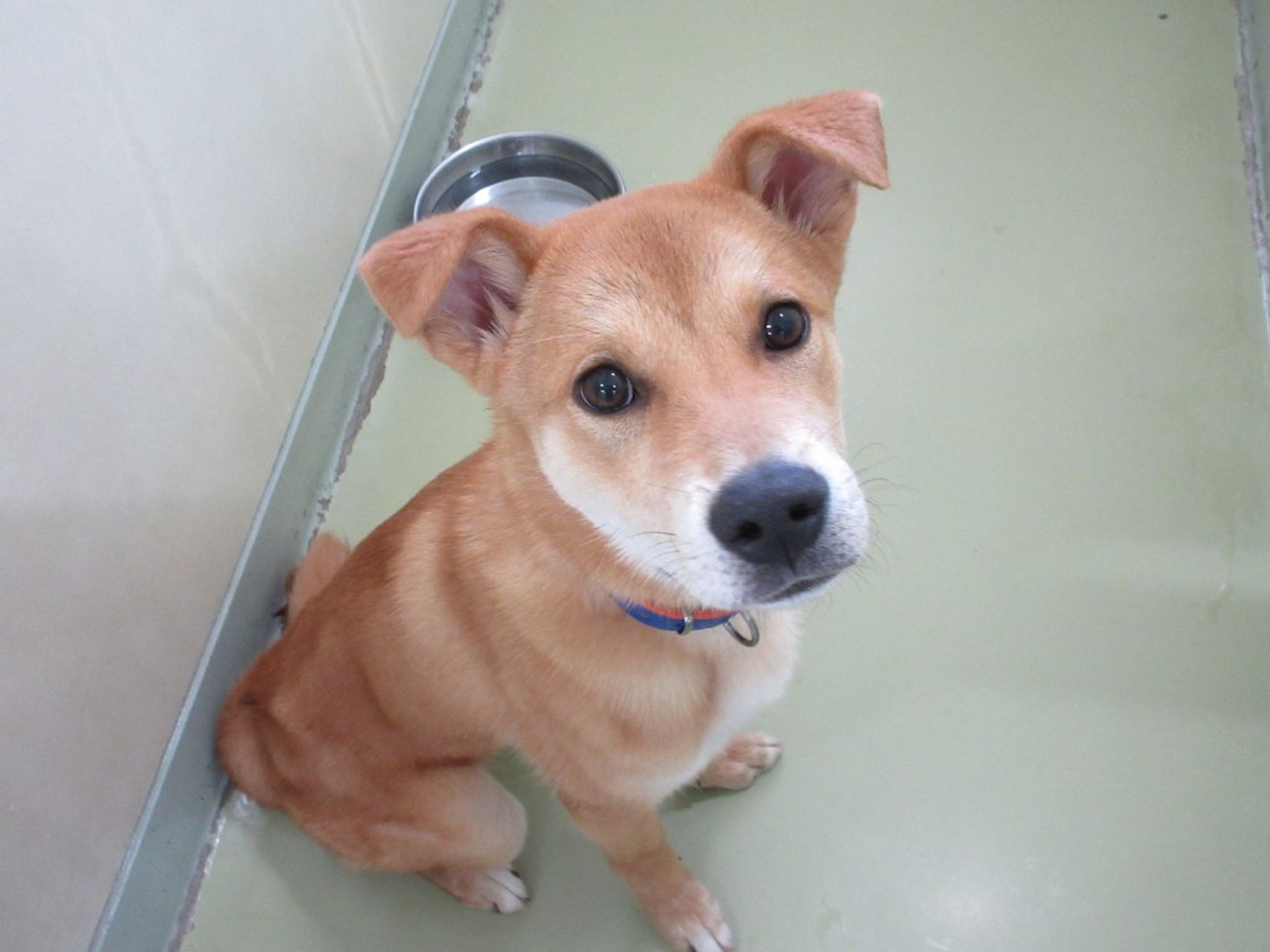 雑種（ミックス犬）・オスの里親募集の写真