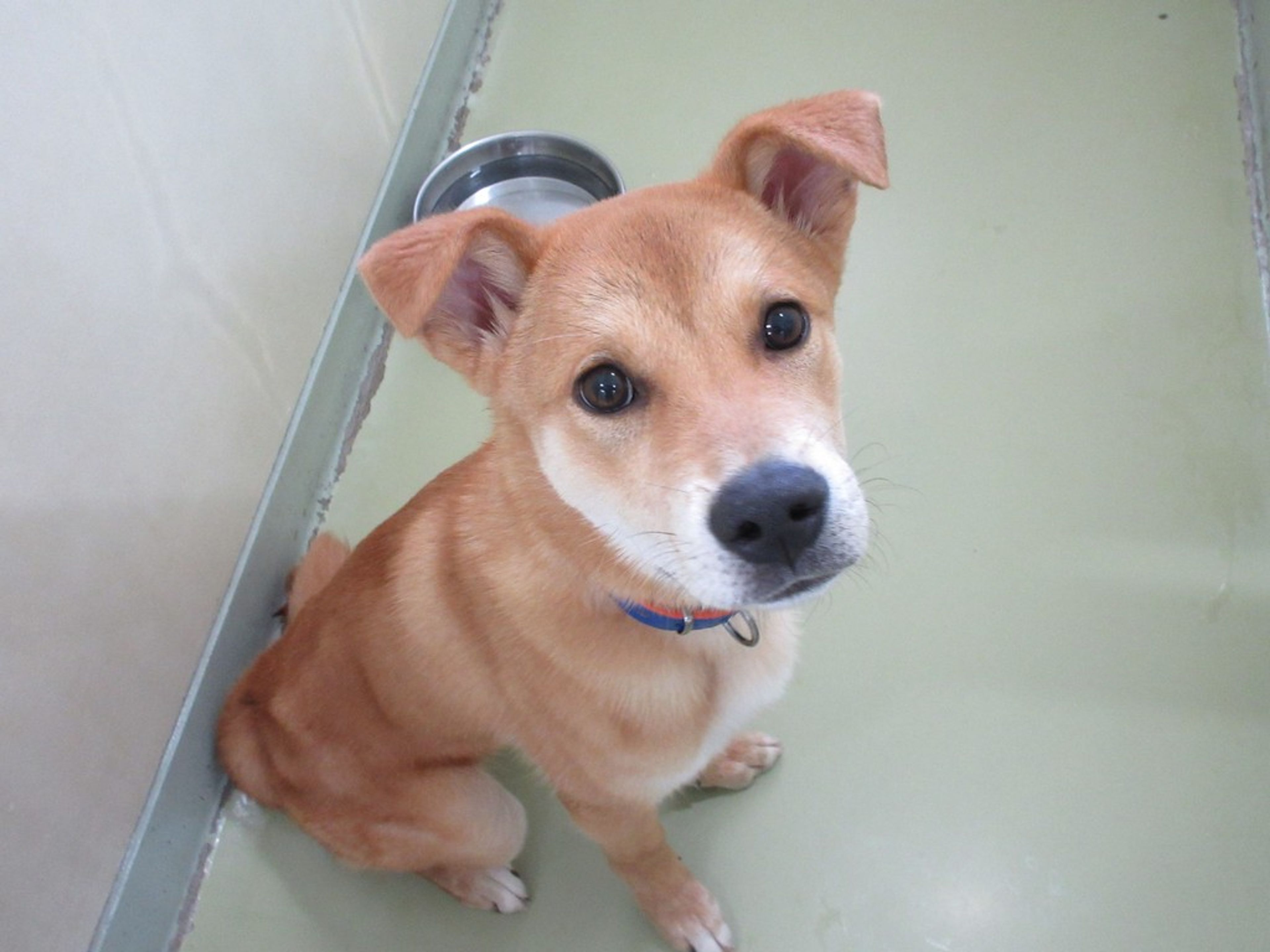 雑種（ミックス犬）・オスの里親募集の写真