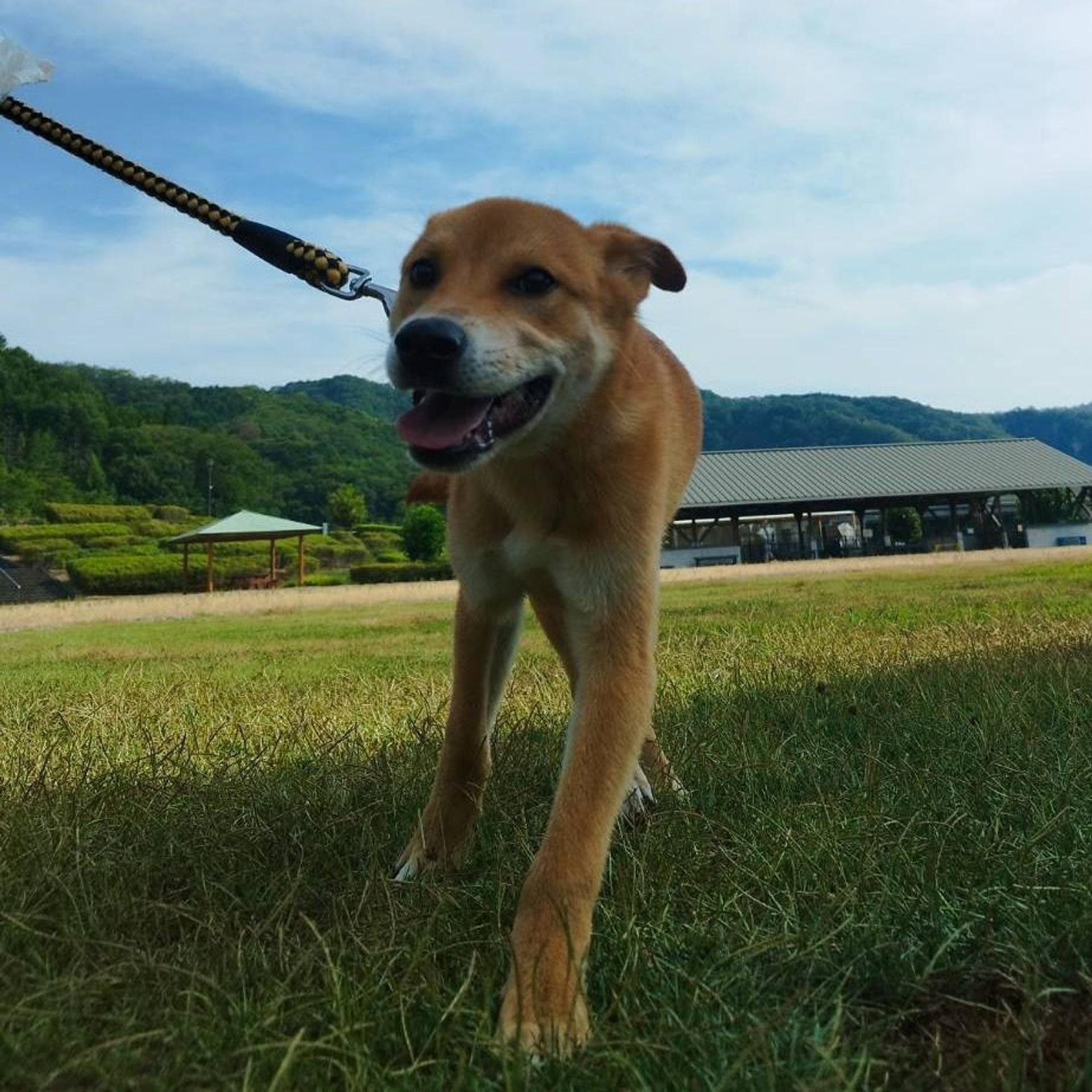 pet-image-3