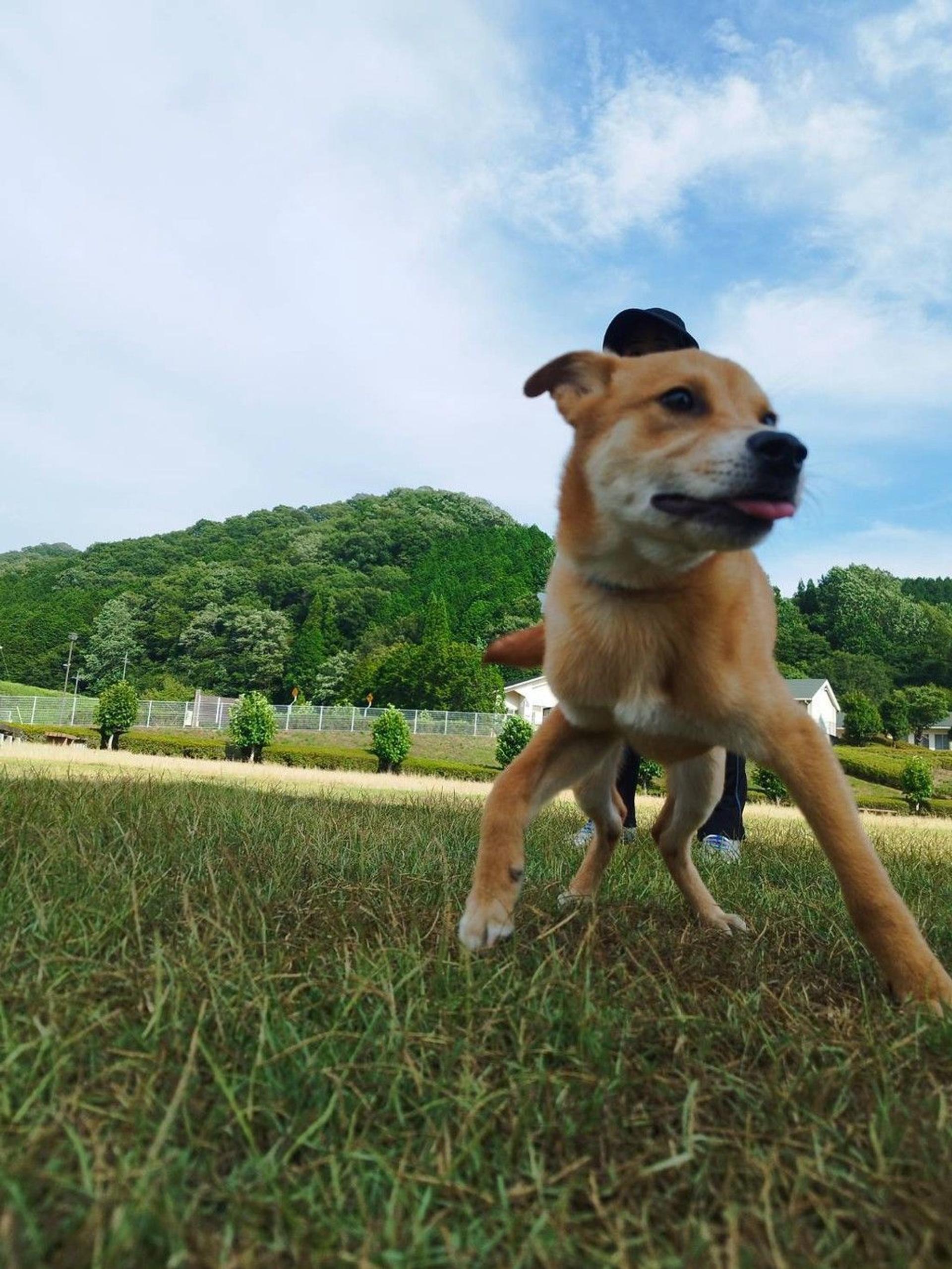 pet-image-4