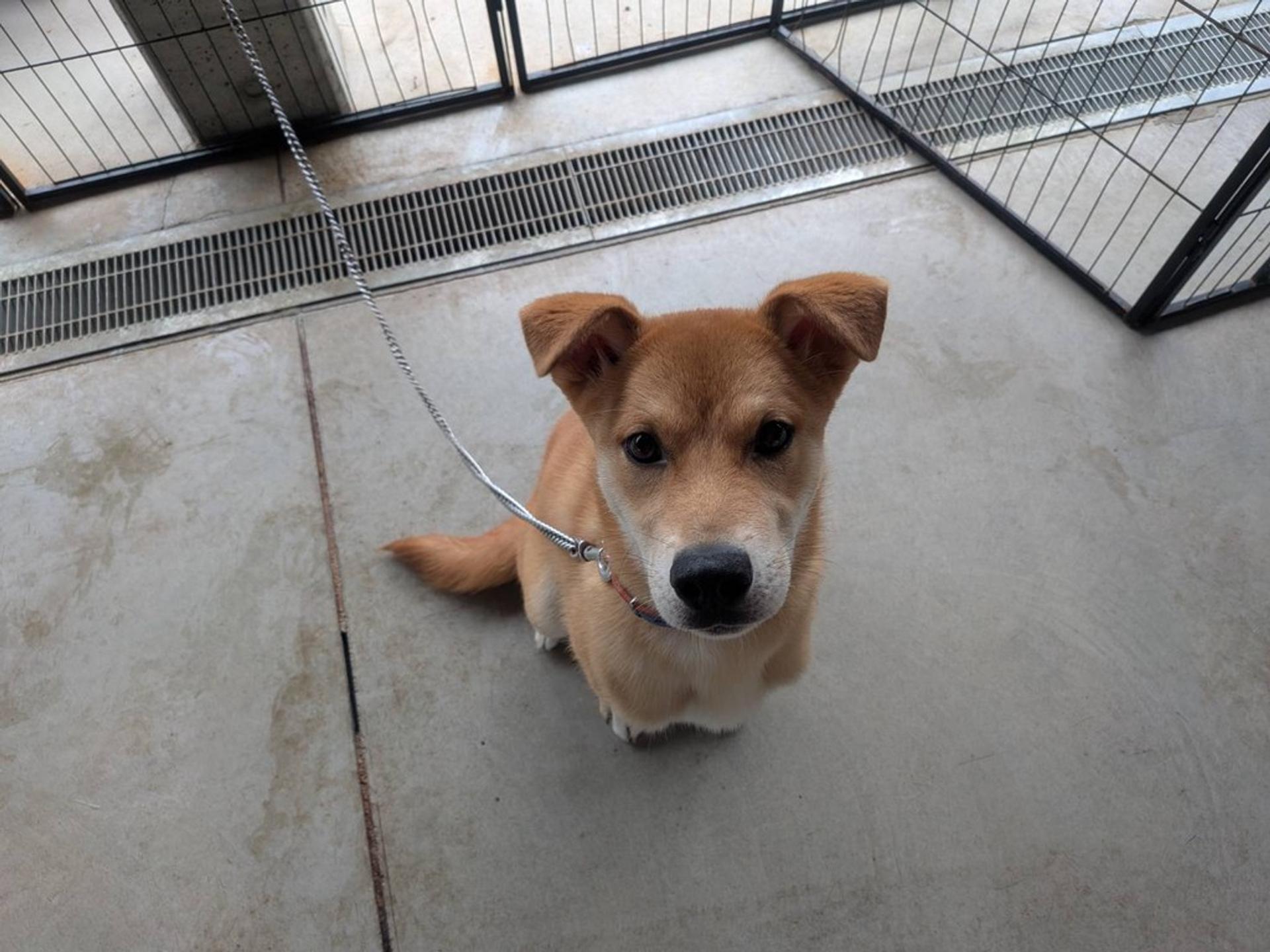 pet-image-5