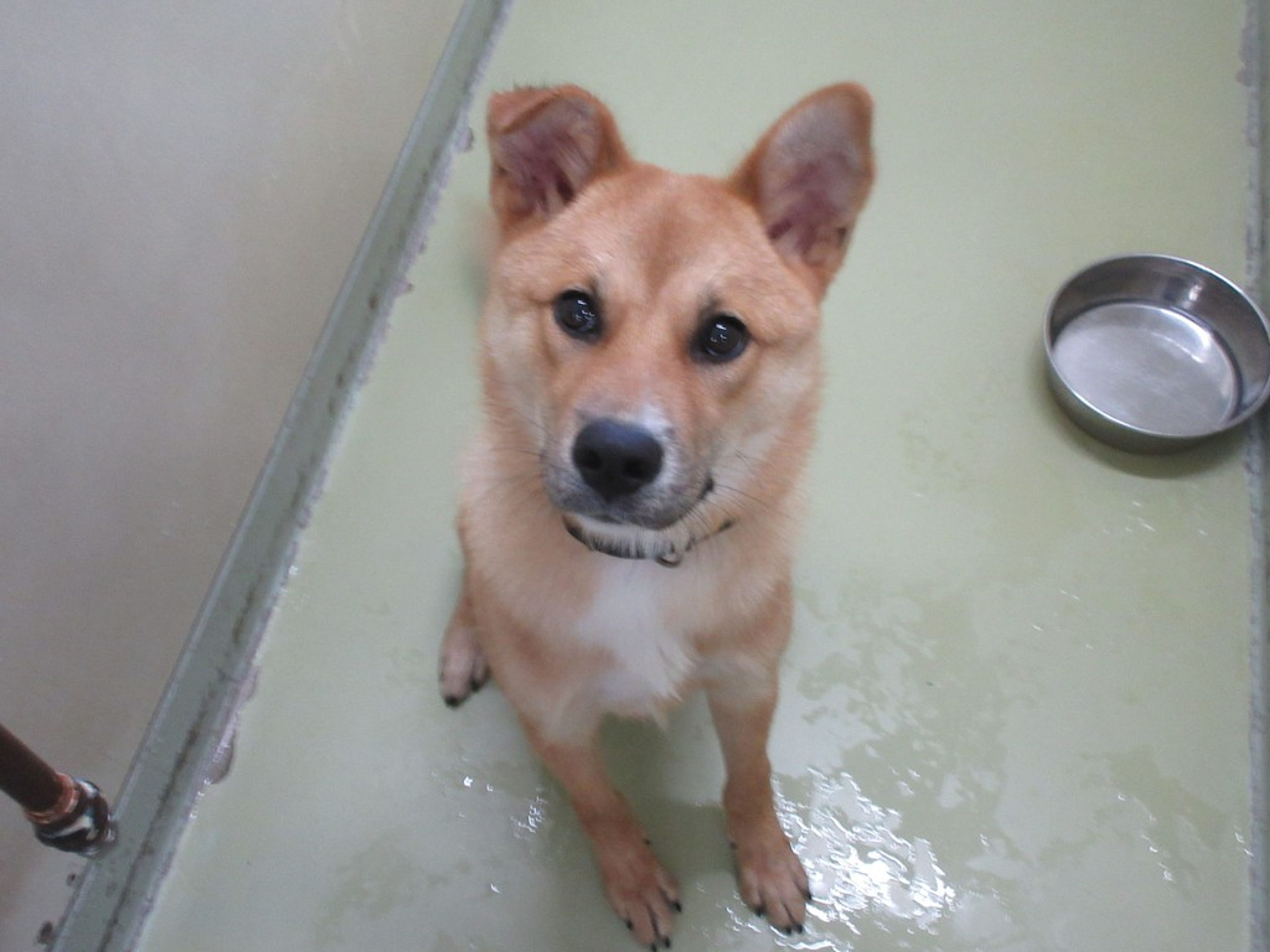 雑種（ミックス犬）・オスの里親募集の写真