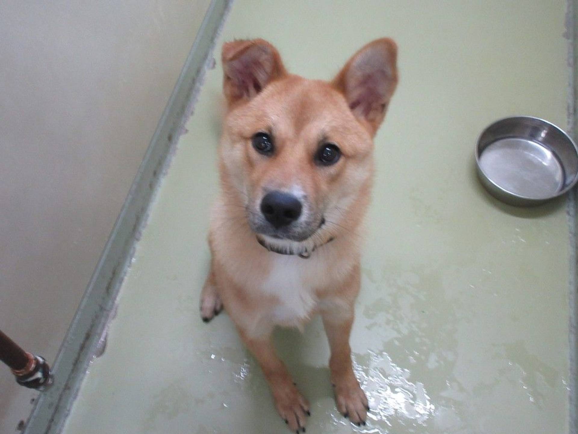 雑種（ミックス犬）・オスの里親募集の写真