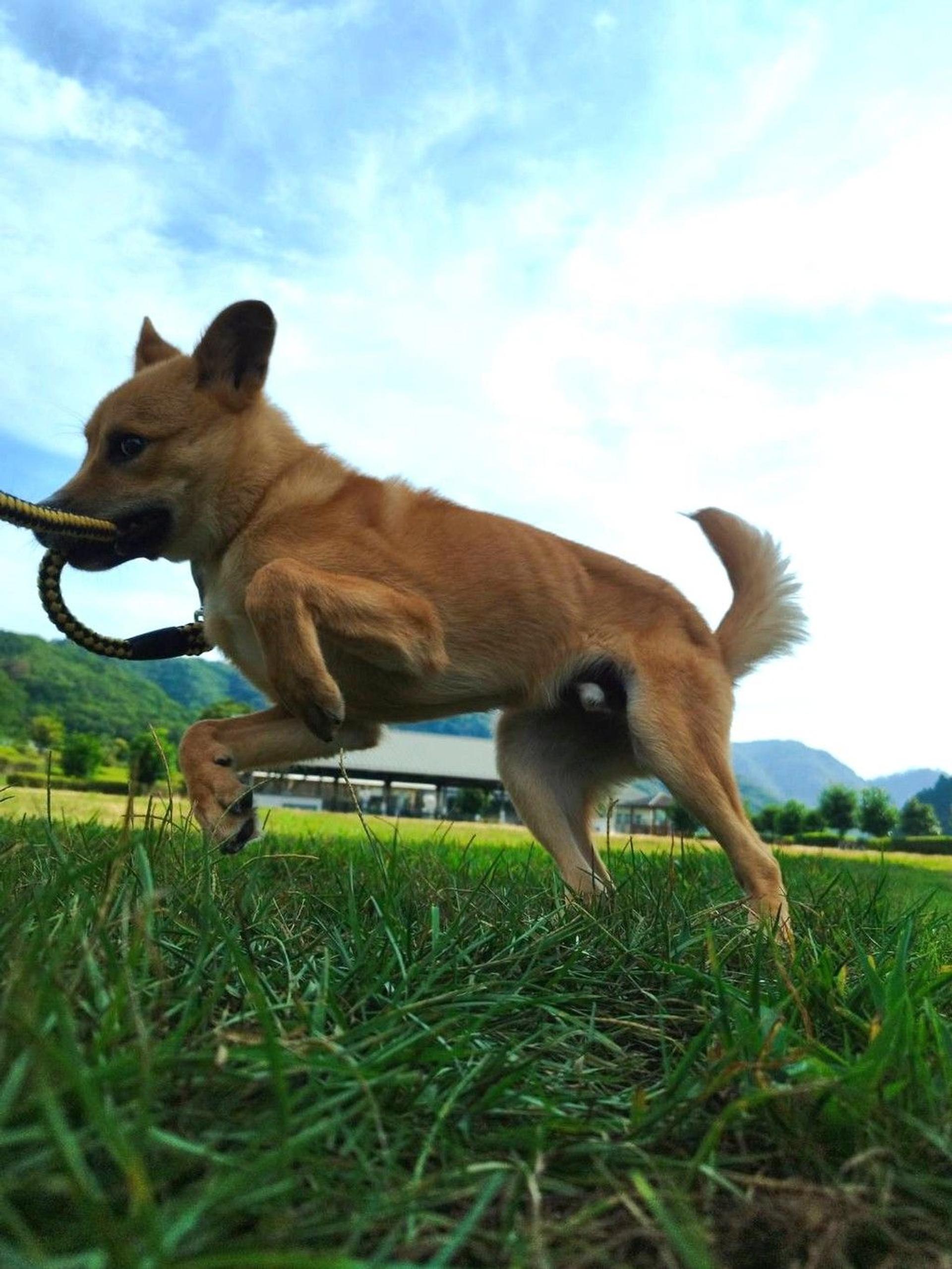 pet-image-4