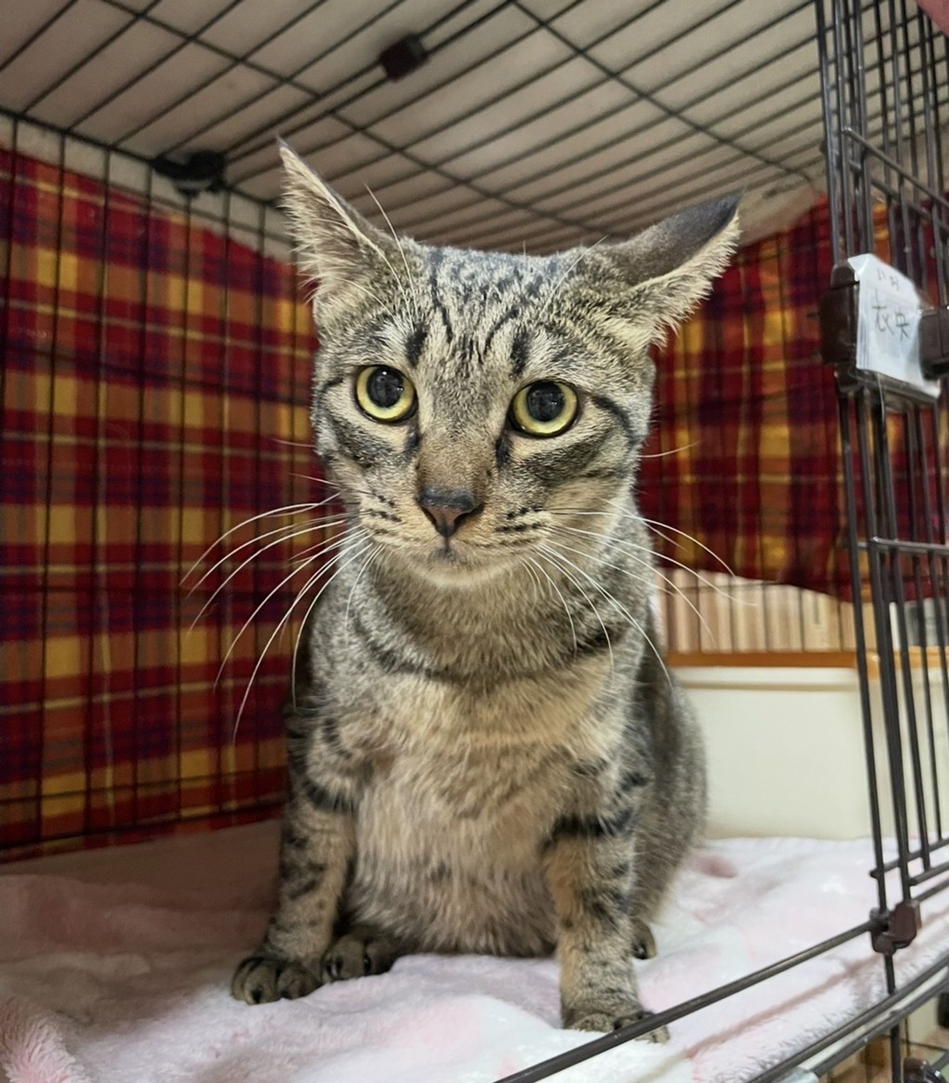 雑種（ミックス猫）・メスの里親募集の写真