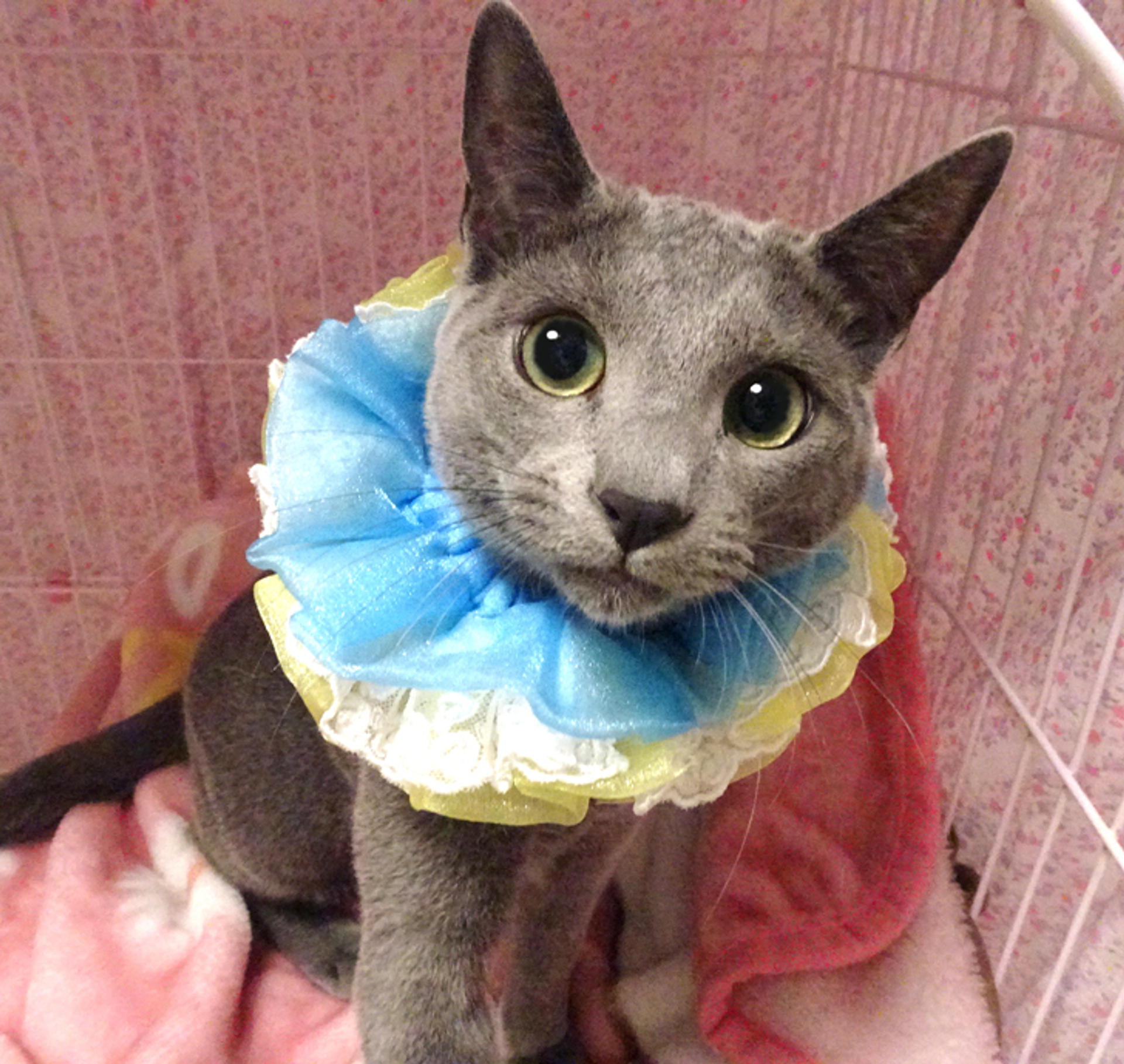pet-image-2