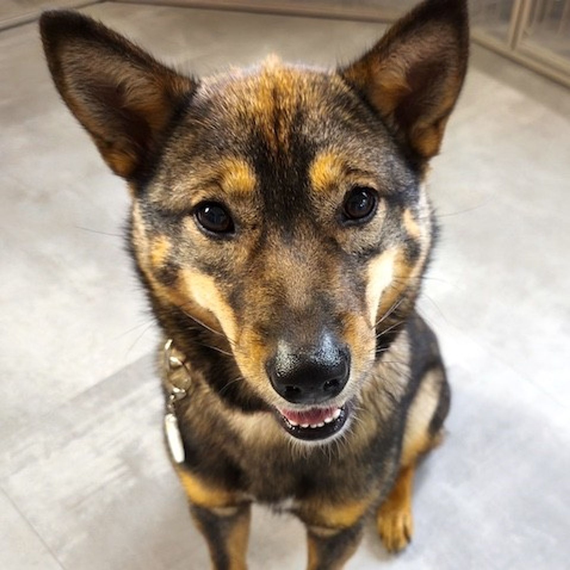雑種（ミックス犬）・メスの里親募集の写真