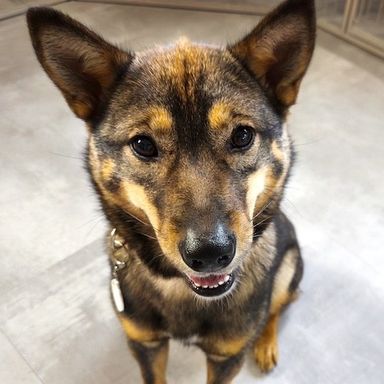 雑種（ミックス犬）・メスの里親募集の写真