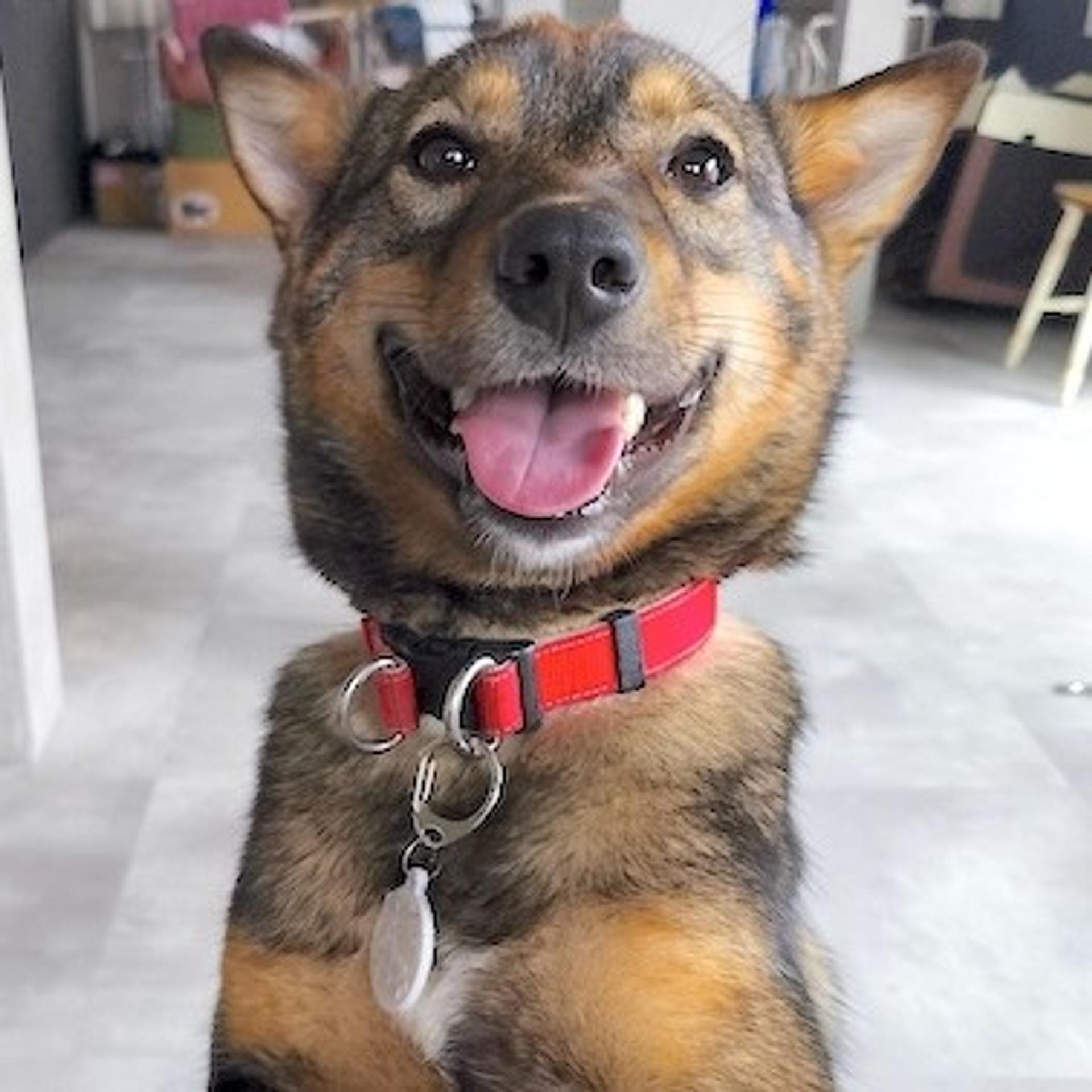 pet-image-2