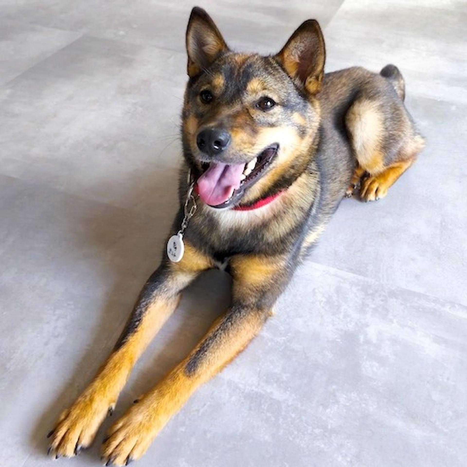 pet-image-4