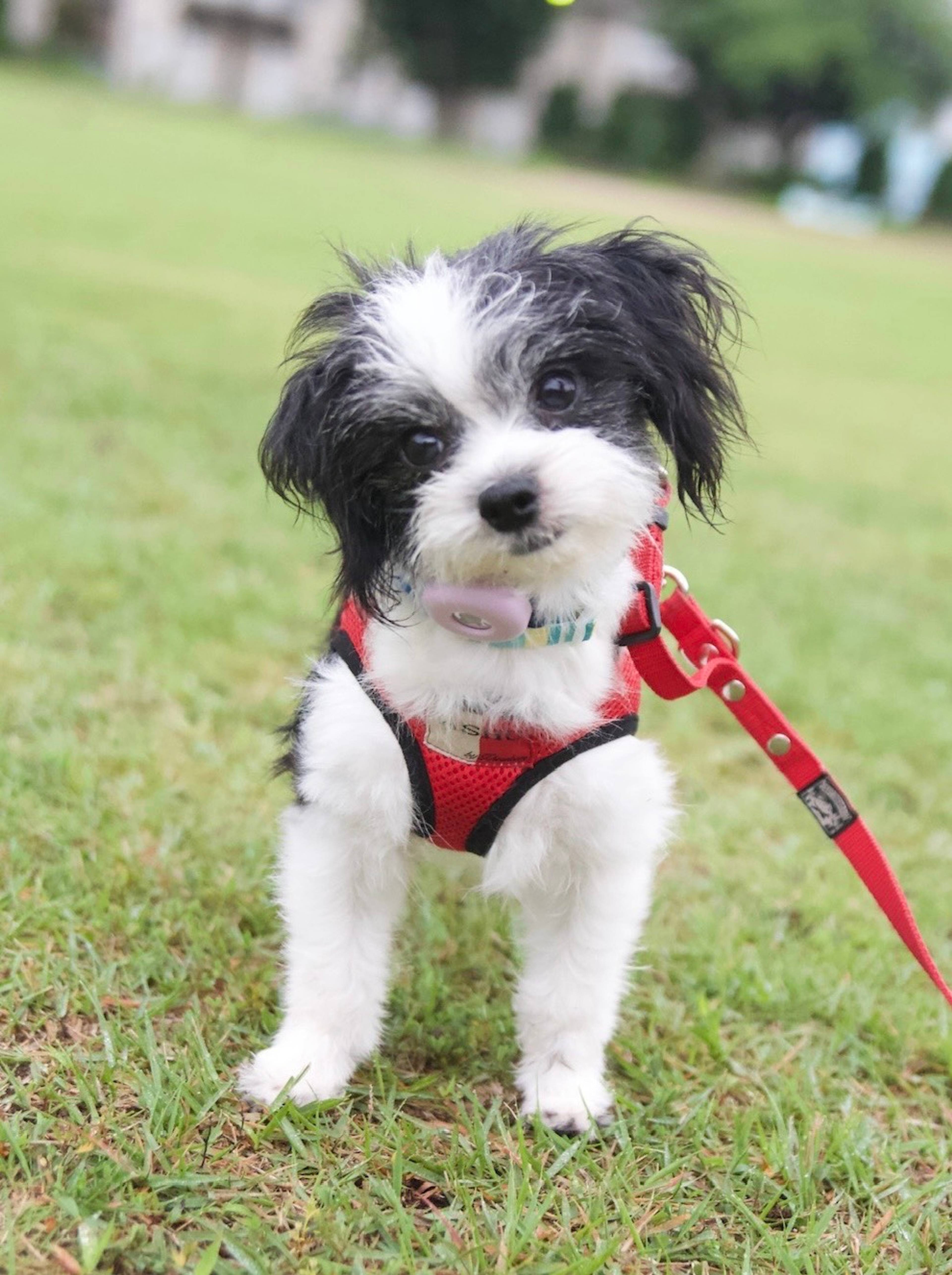 雑種（ミックス犬）・メスの里親募集の写真