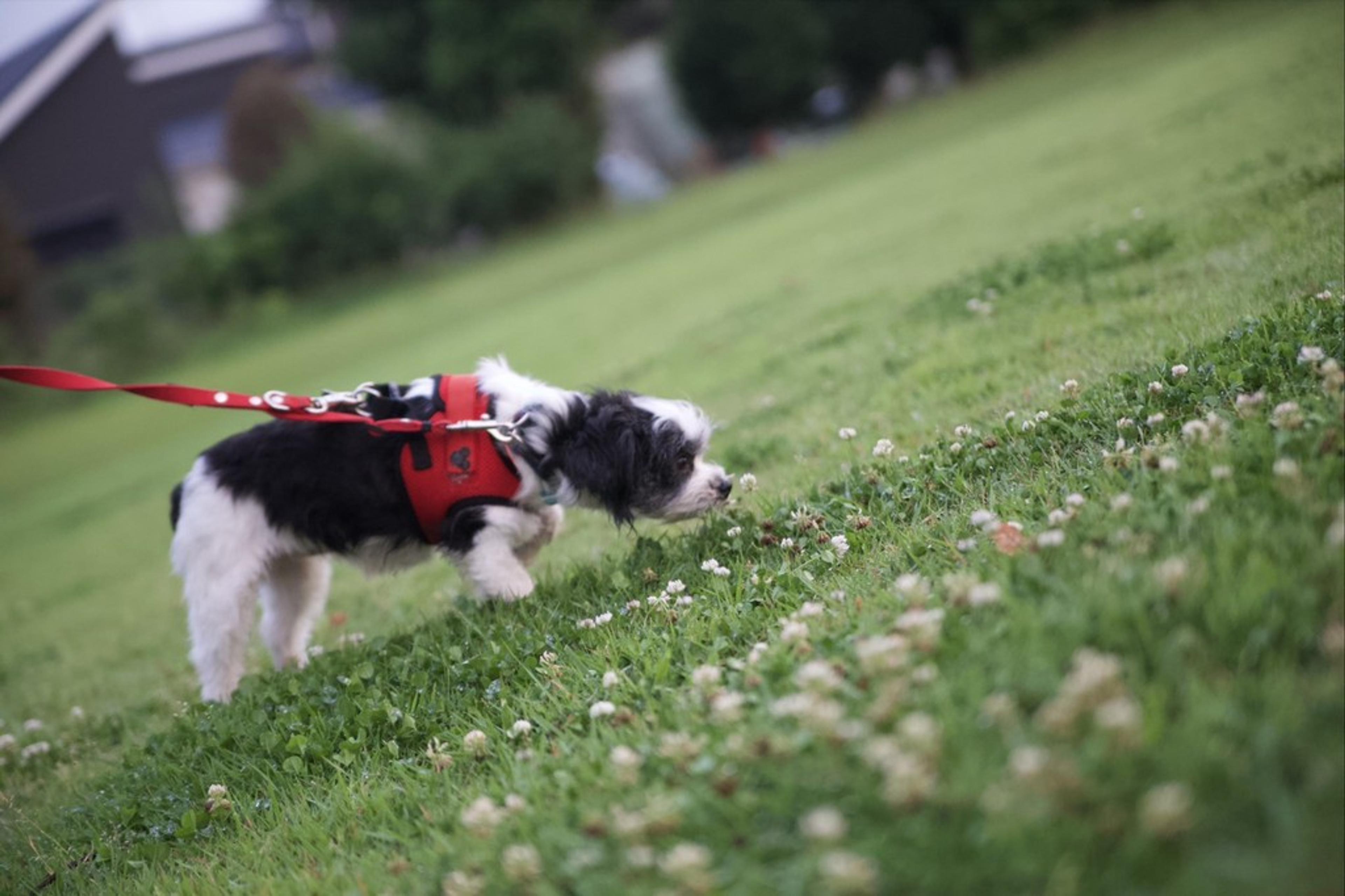 pet-image-4