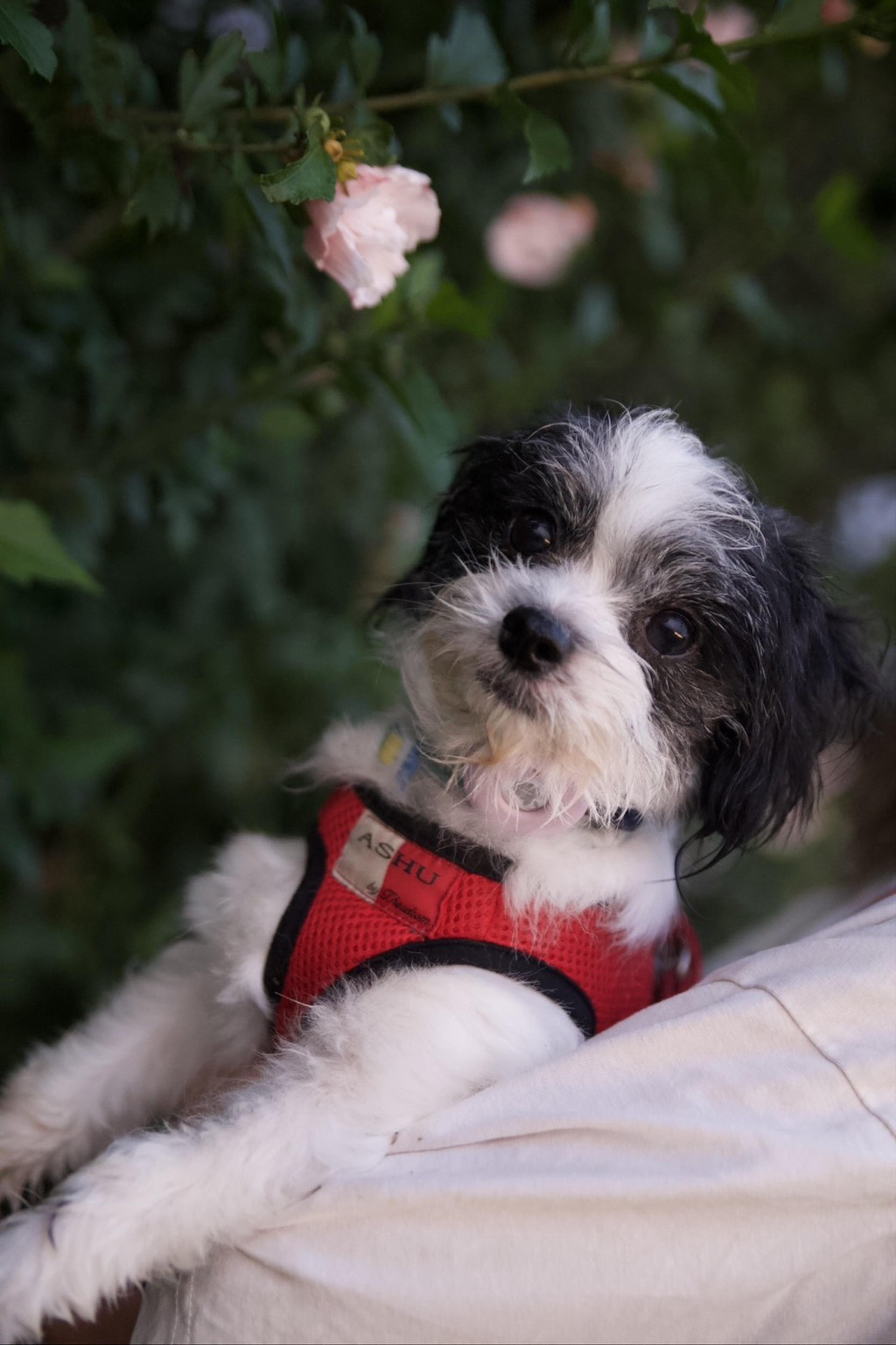 pet-image-5