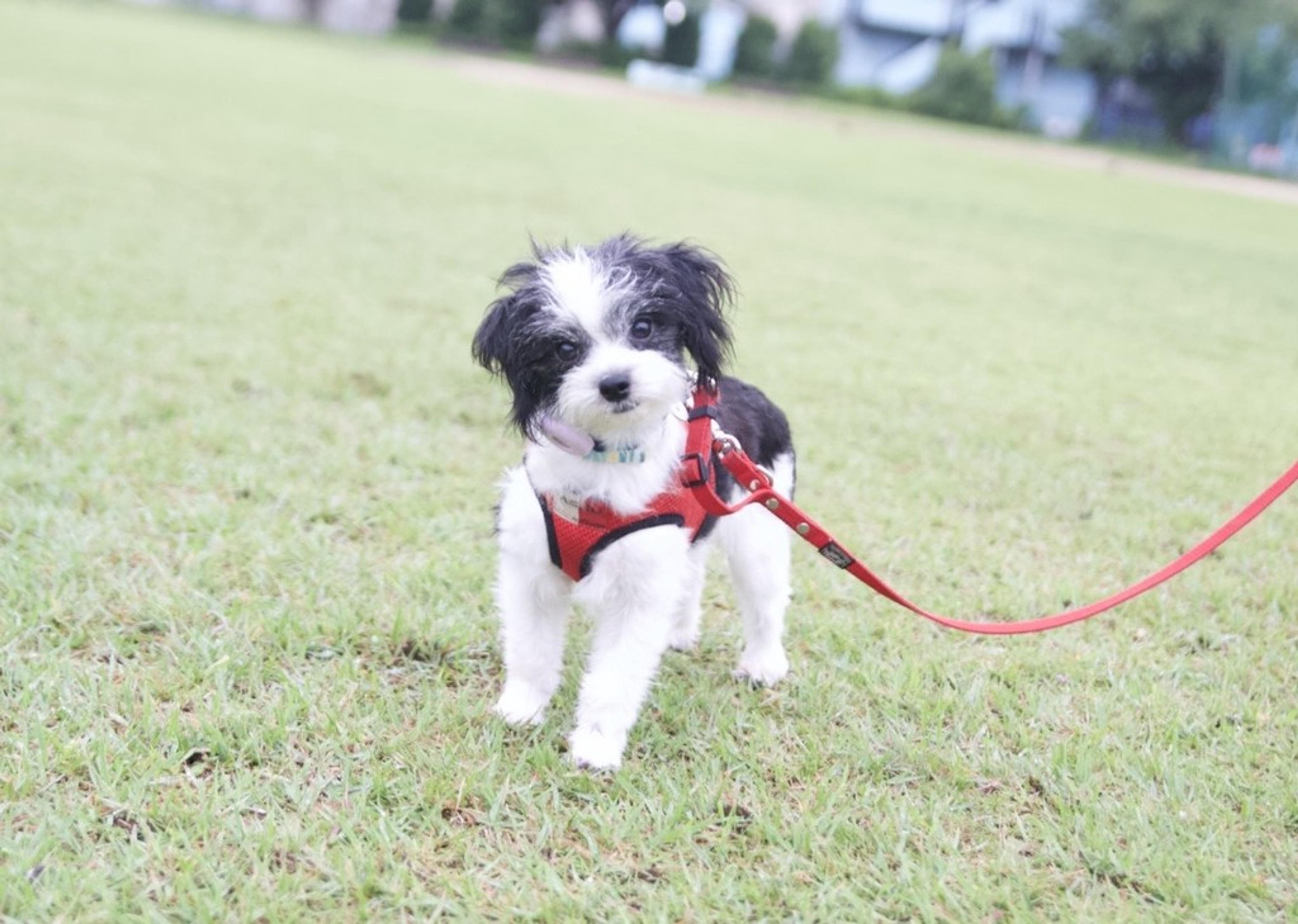 pet-image-6