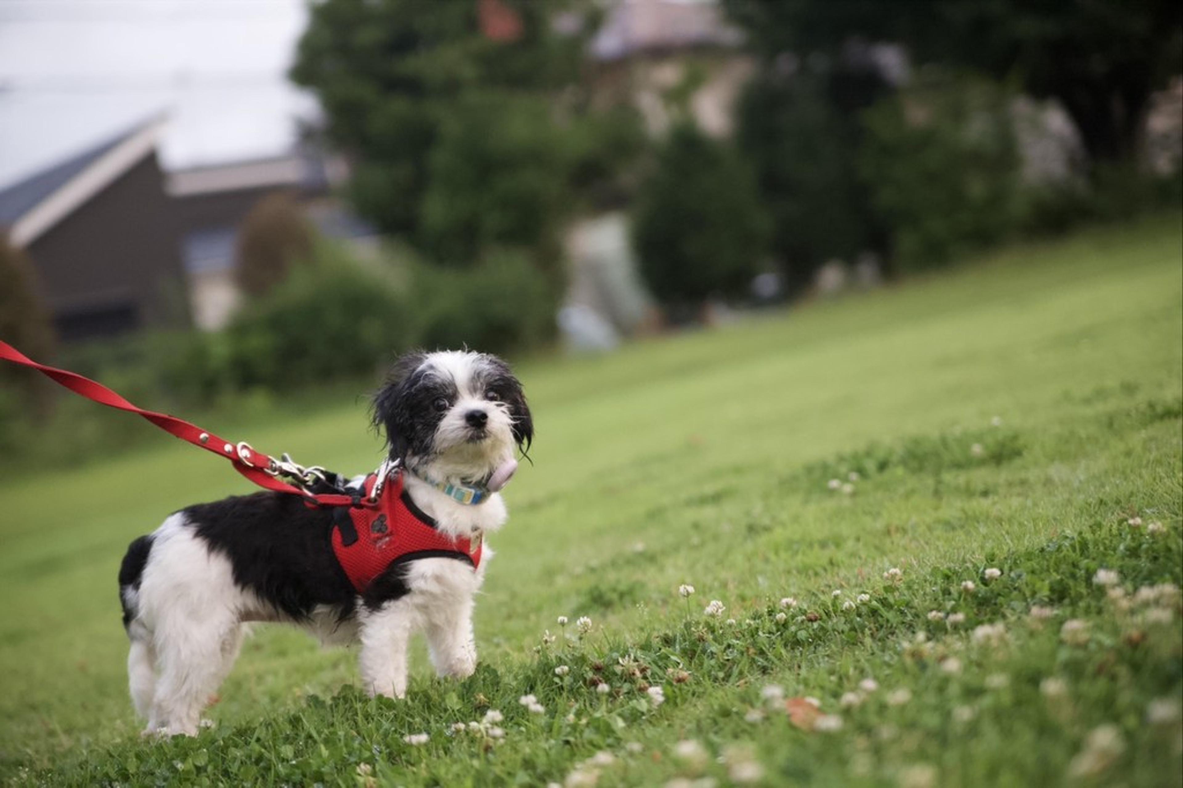 pet-image-7