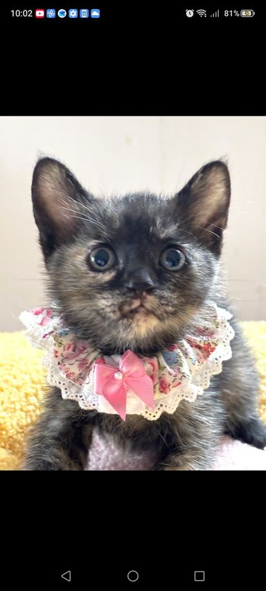 雑種（ミックス猫）・メスの里親募集の写真