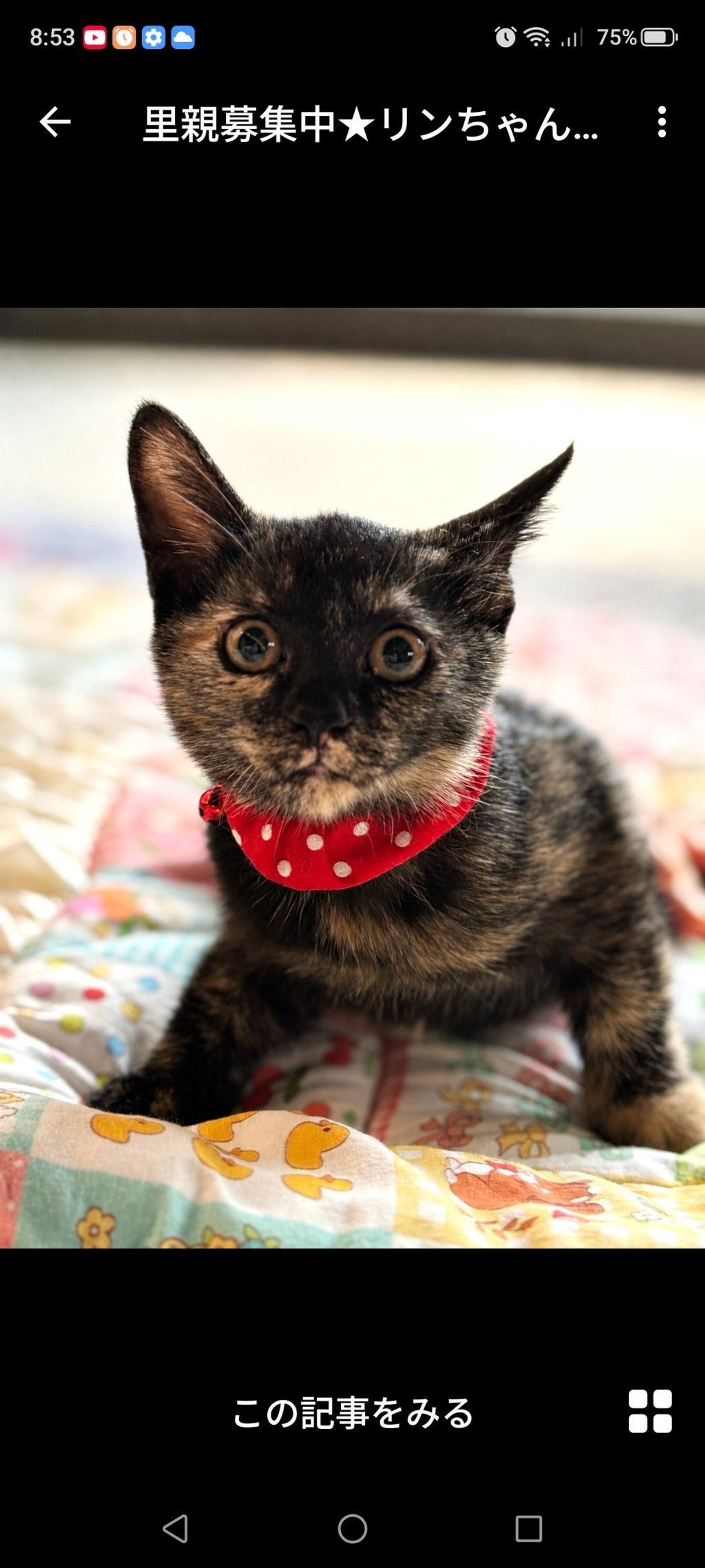 雑種（ミックス猫）・メスの里親募集の写真