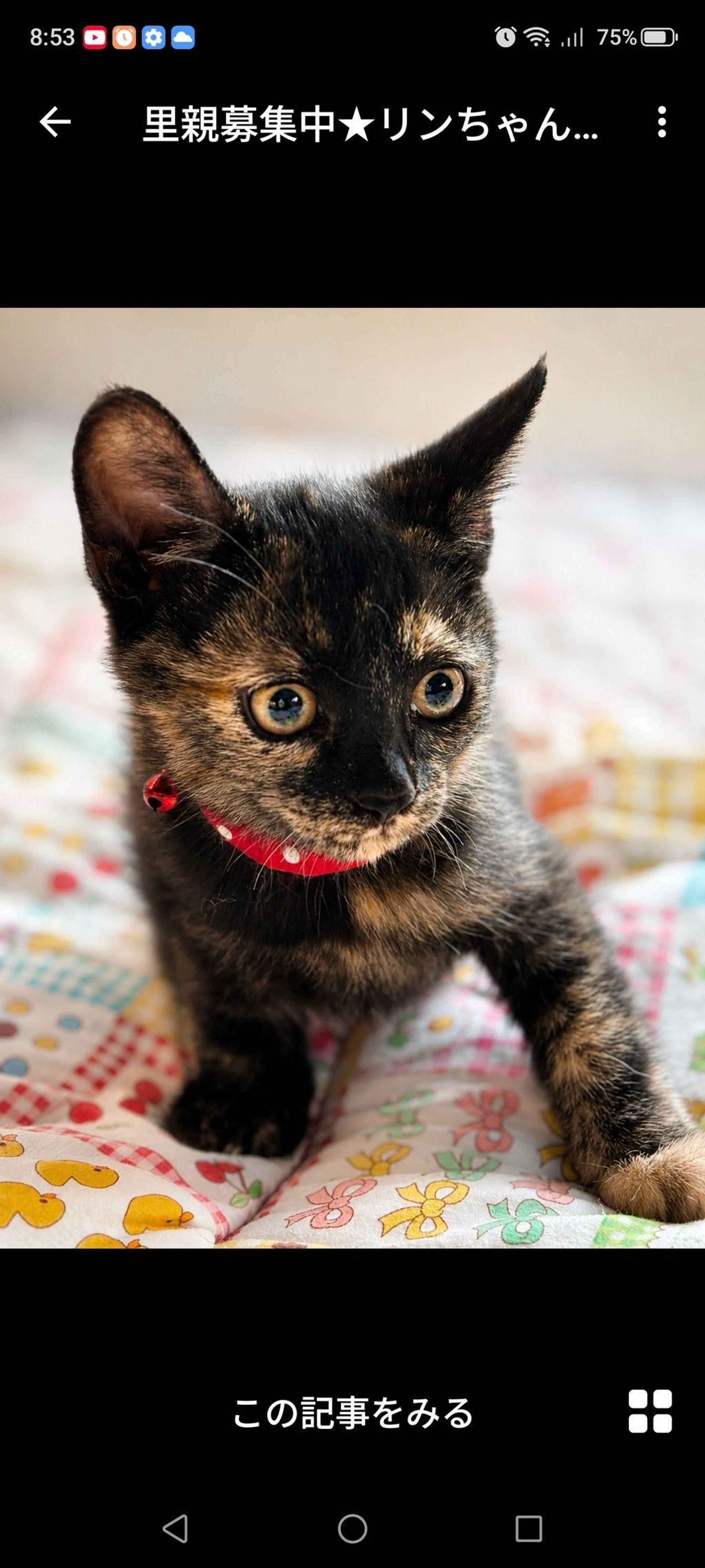 pet-image-3