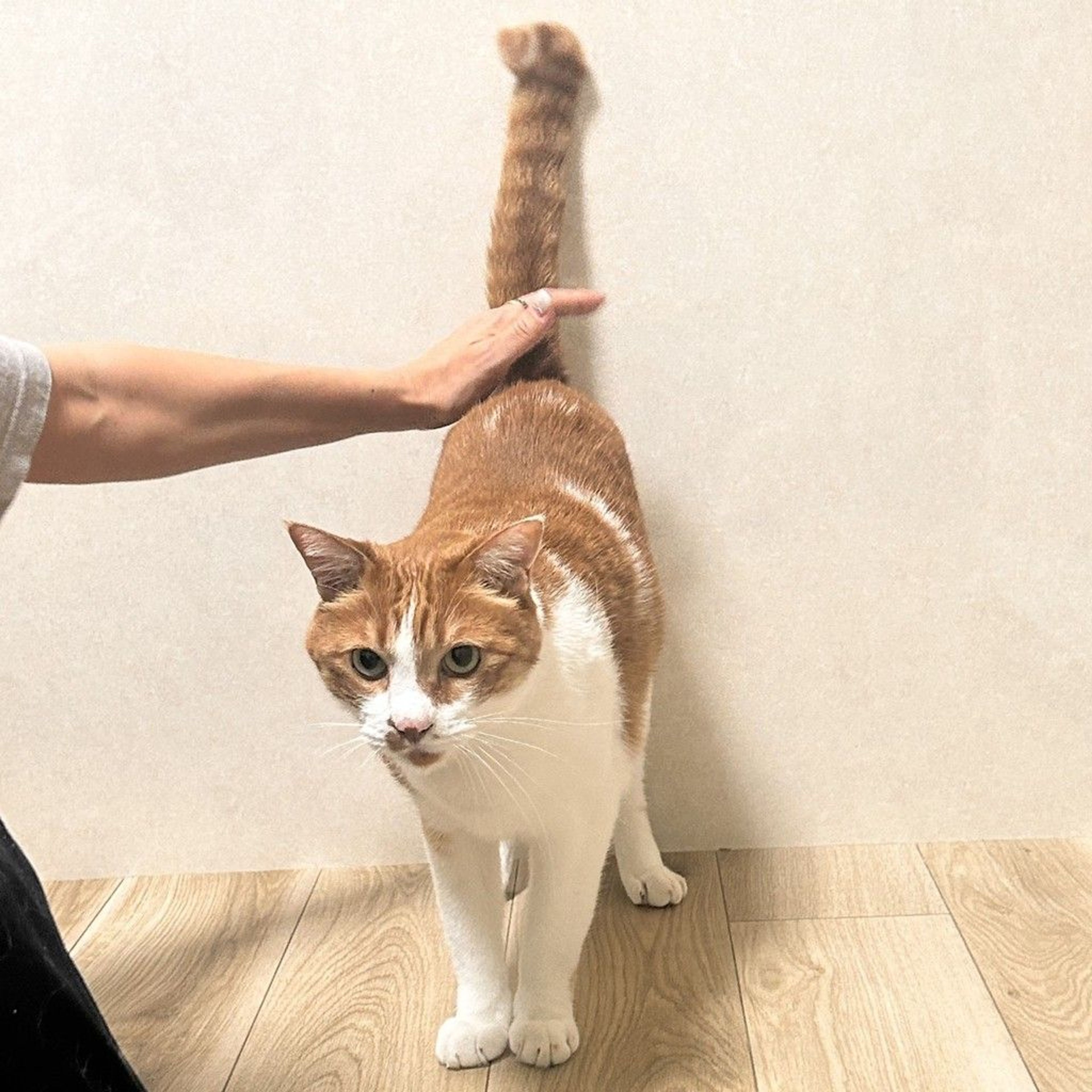 pet-image-8