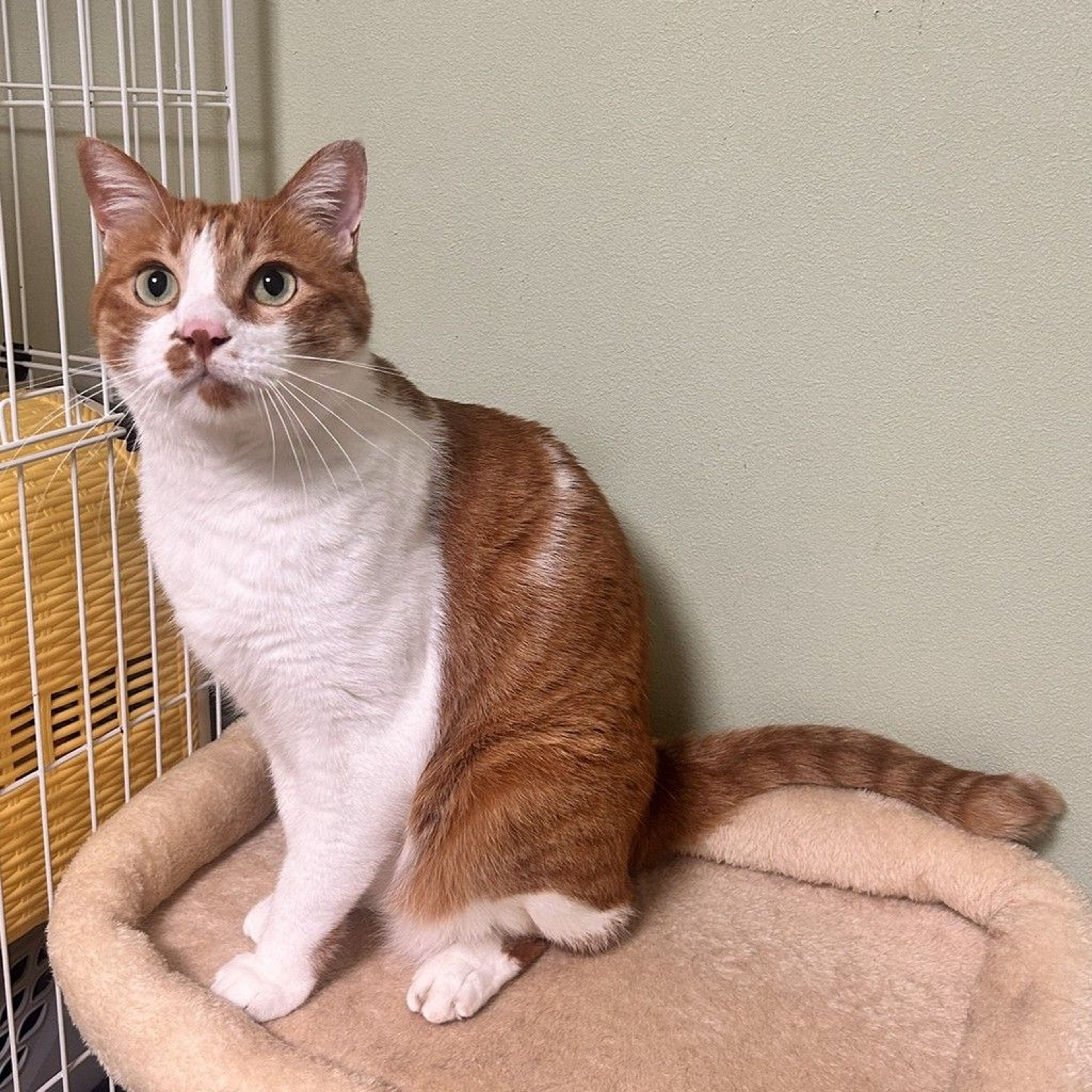 pet-image-9