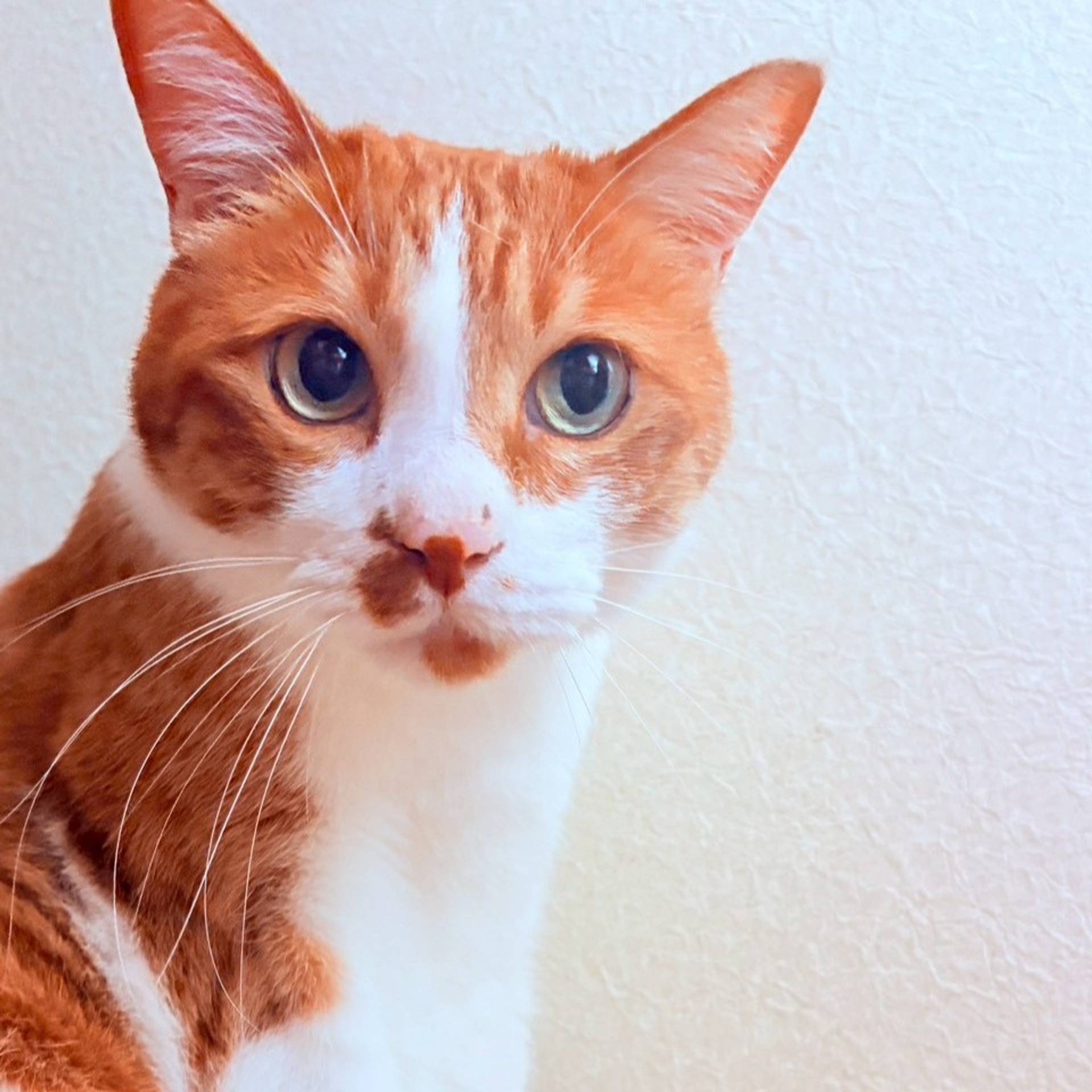 雑種（ミックス猫）・オスの里親募集の写真
