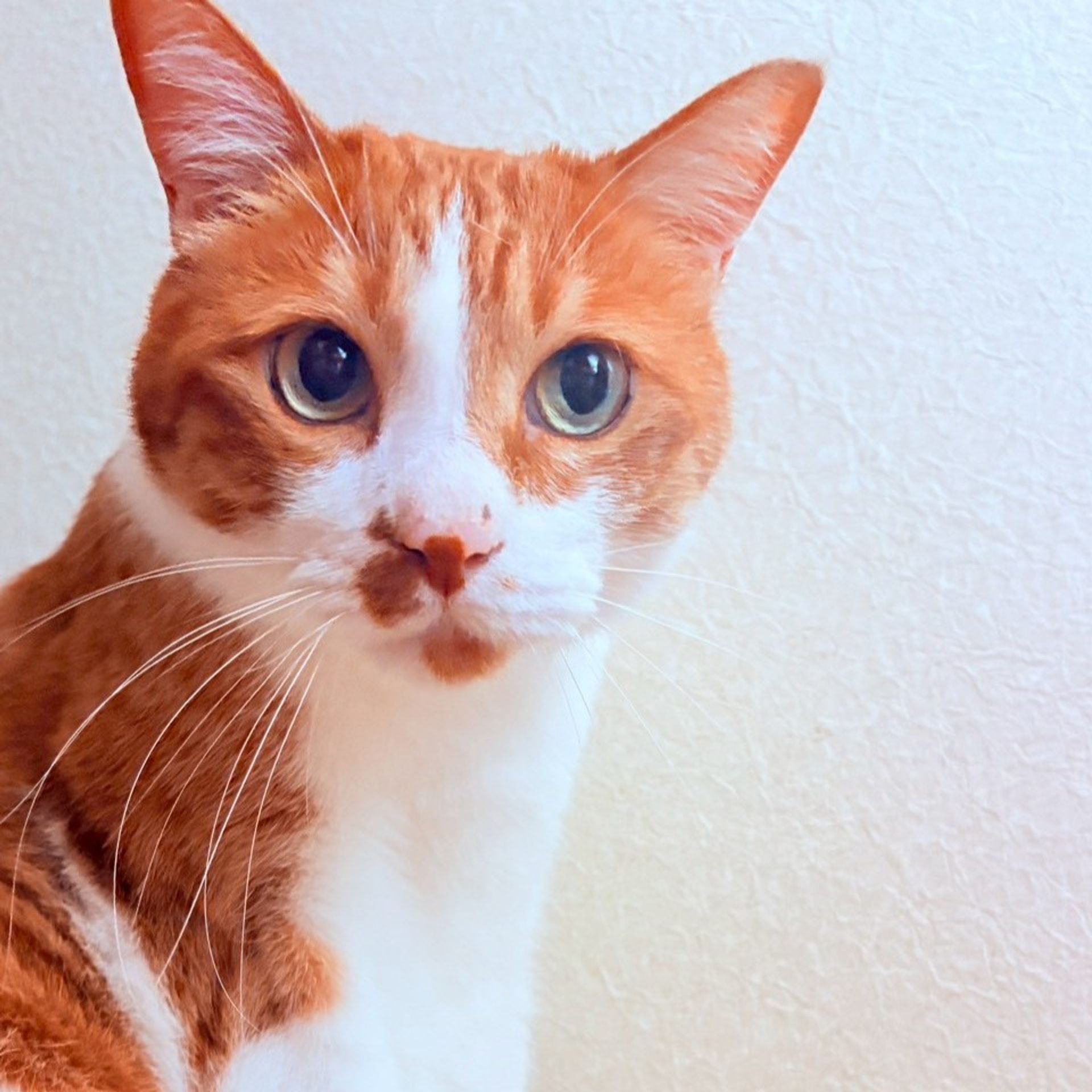 雑種（ミックス猫）・オスの里親募集の写真