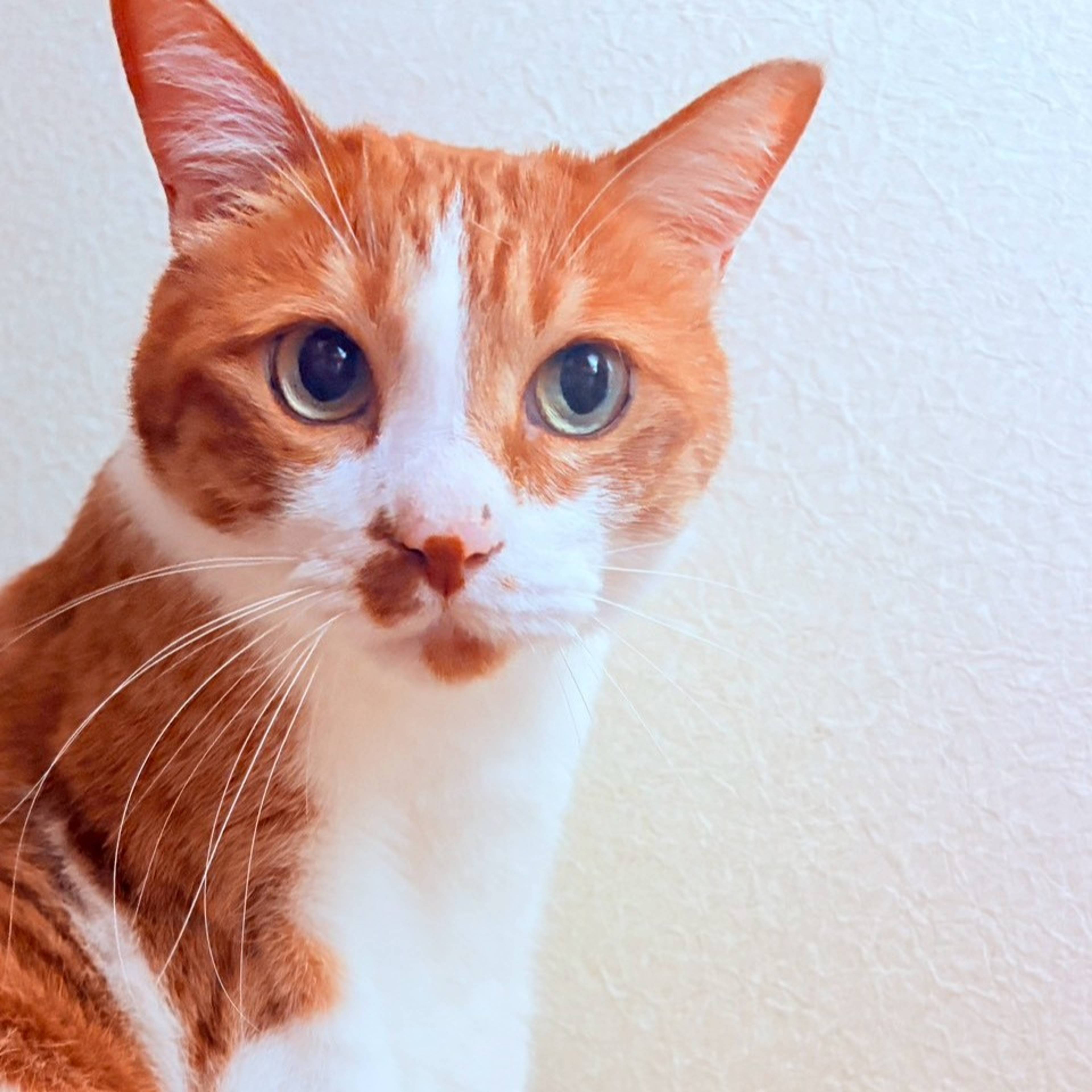 雑種（ミックス猫）・オスの里親募集の写真