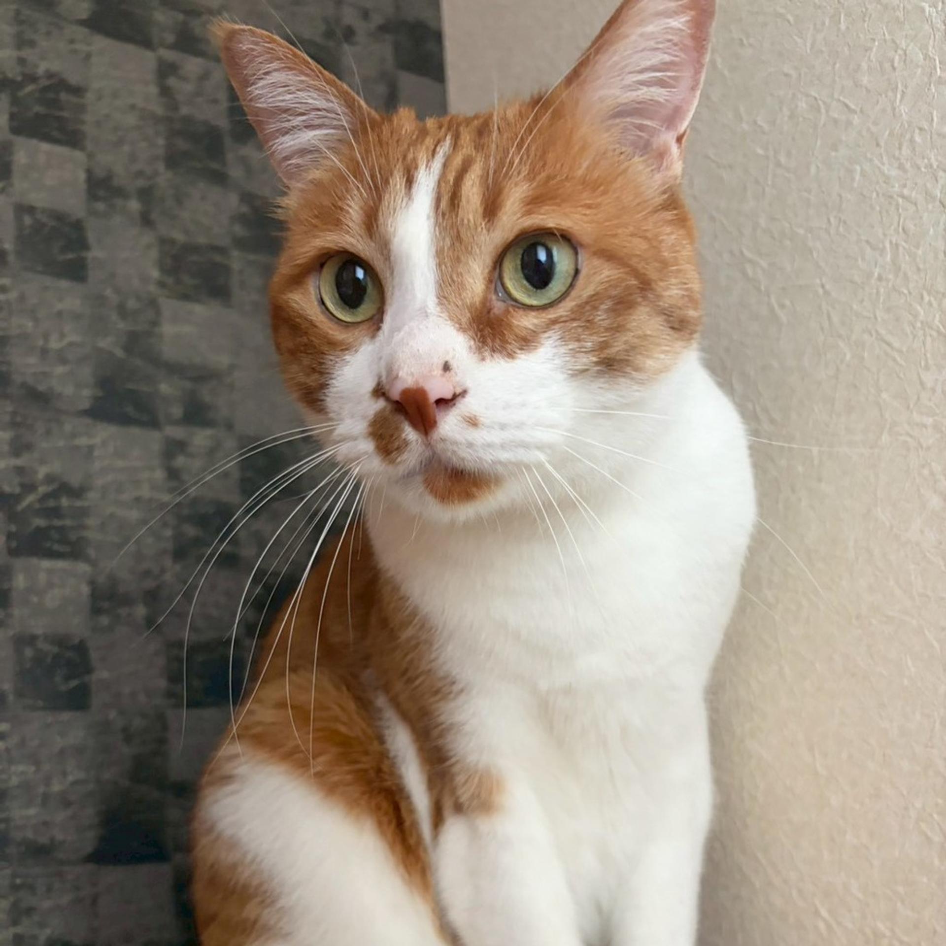 pet-image-2
