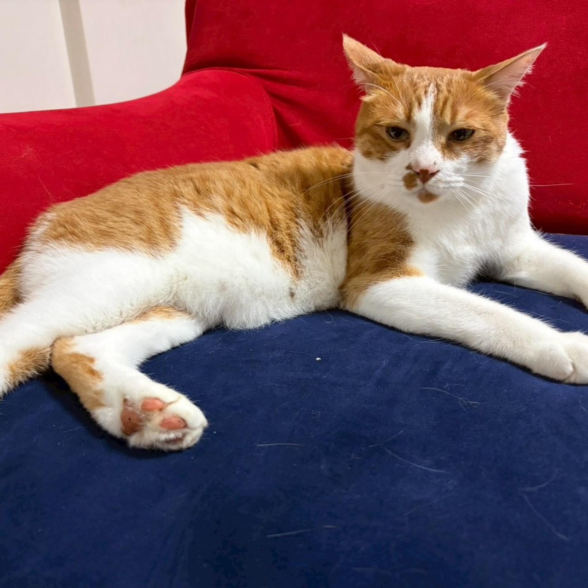 pet-image-4