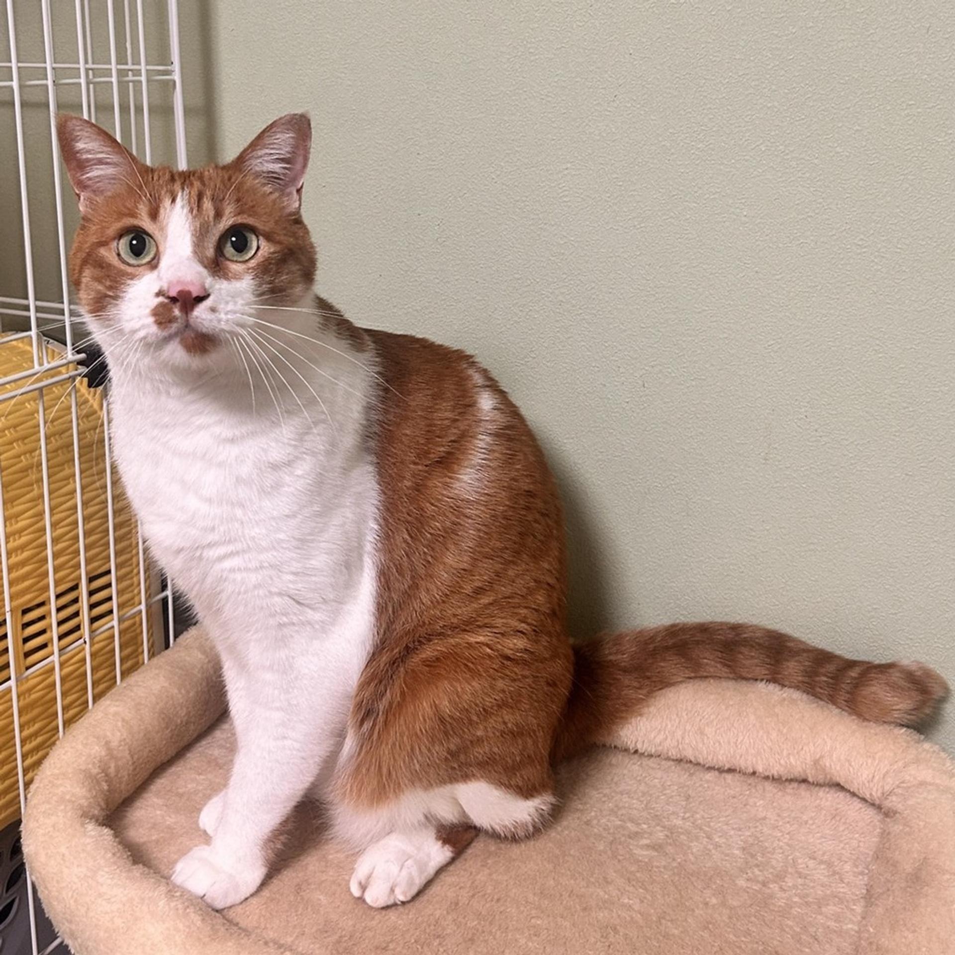 pet-image-9