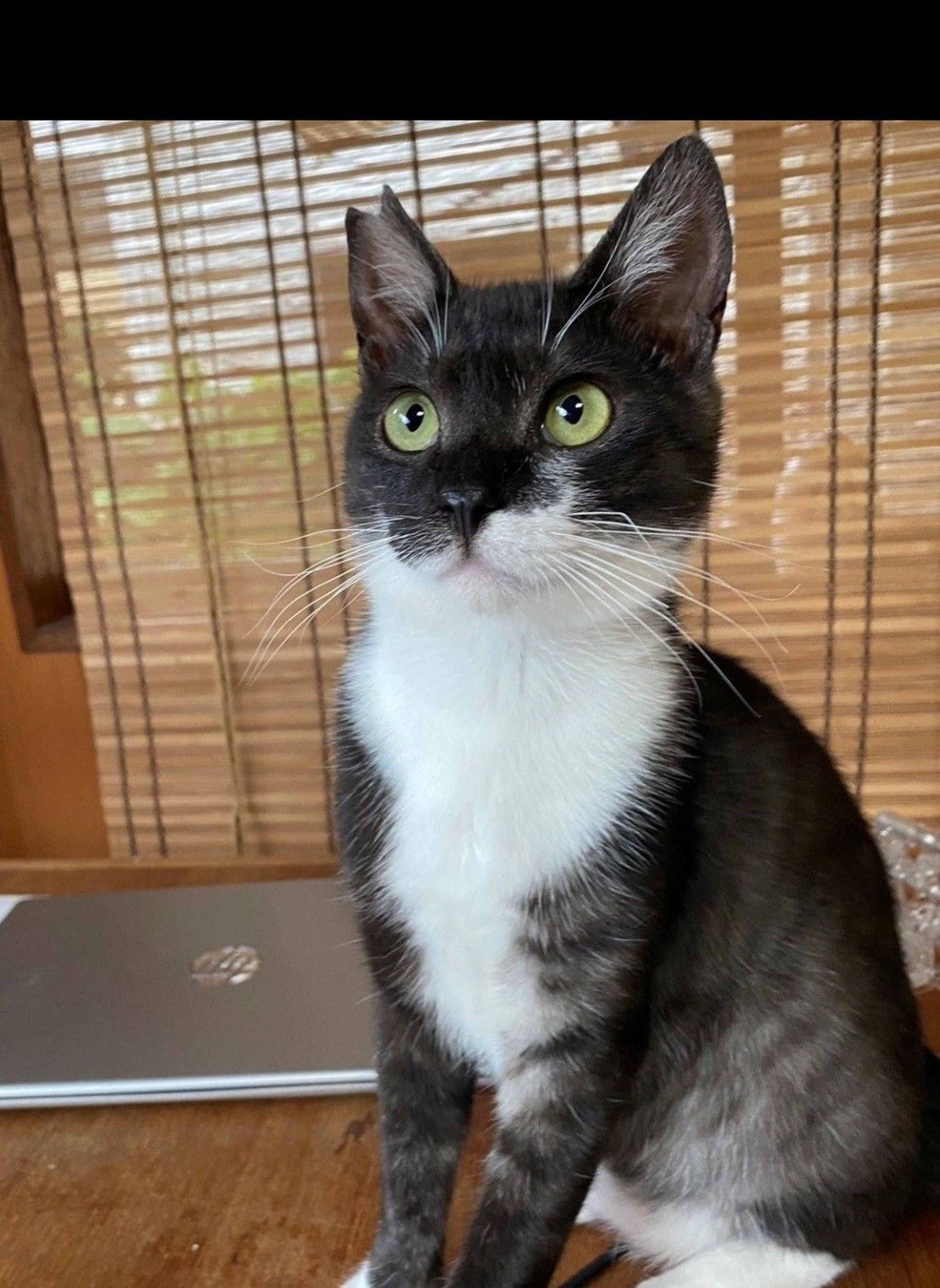 雑種（ミックス猫）・オスの里親募集の写真