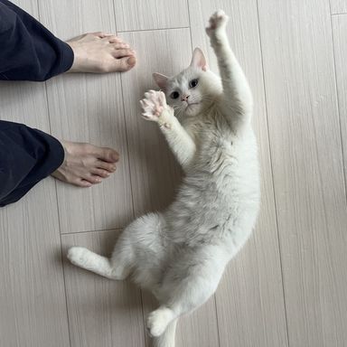 雑種（ミックス猫）・オスの里親募集の写真