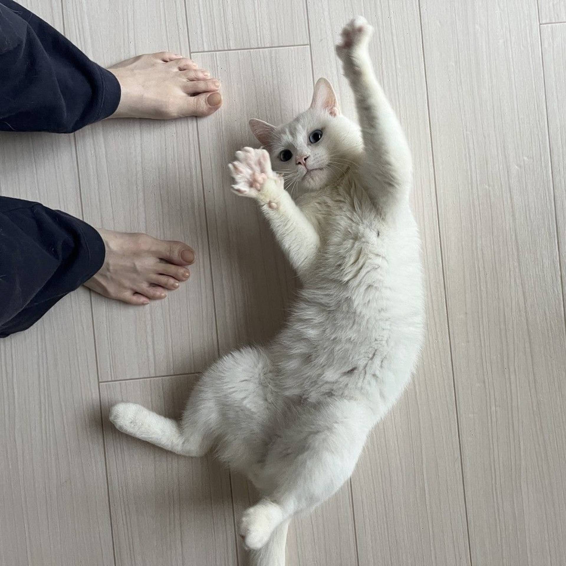 雑種（ミックス猫）・オスの里親募集の写真