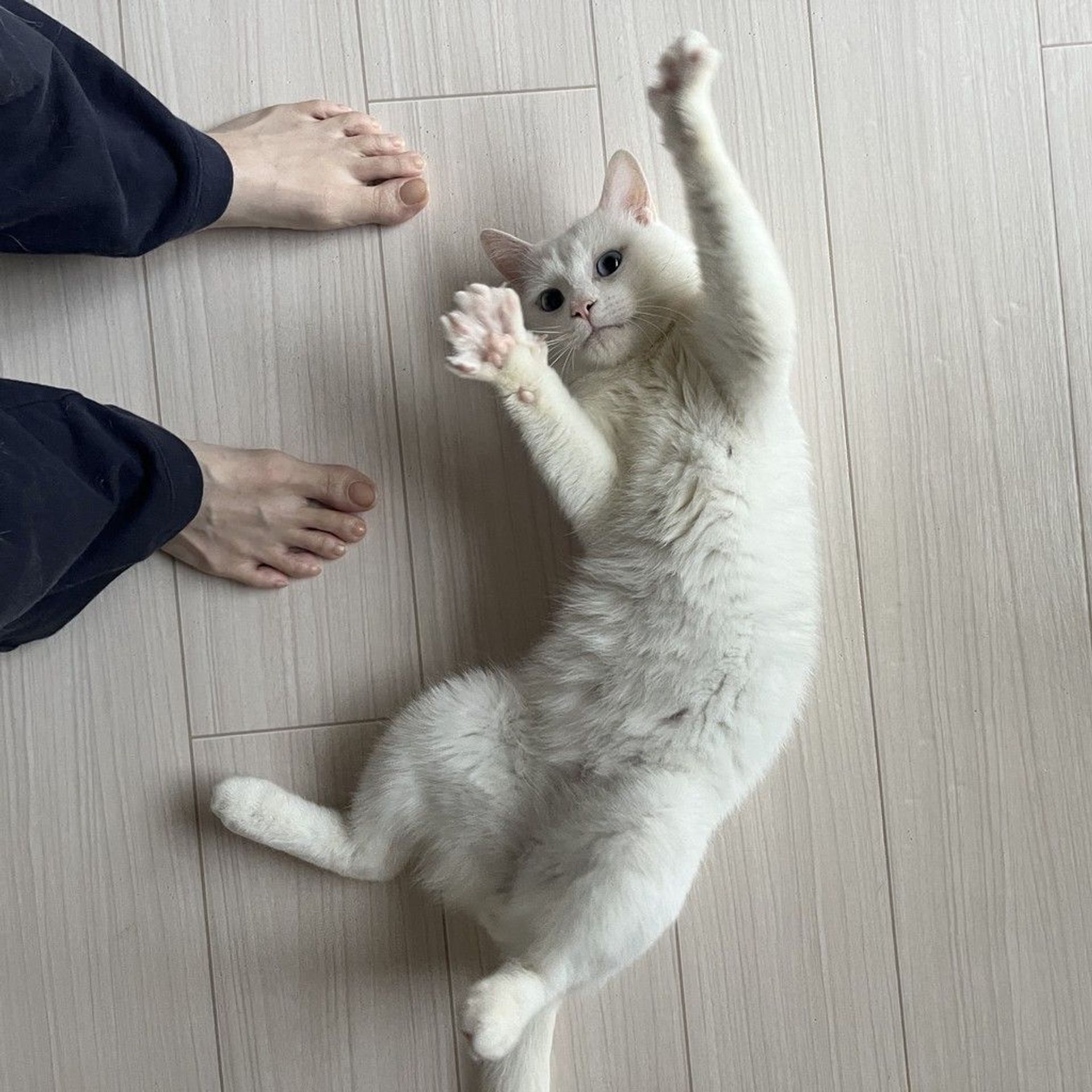 雑種（ミックス猫）・オスの里親募集の写真
