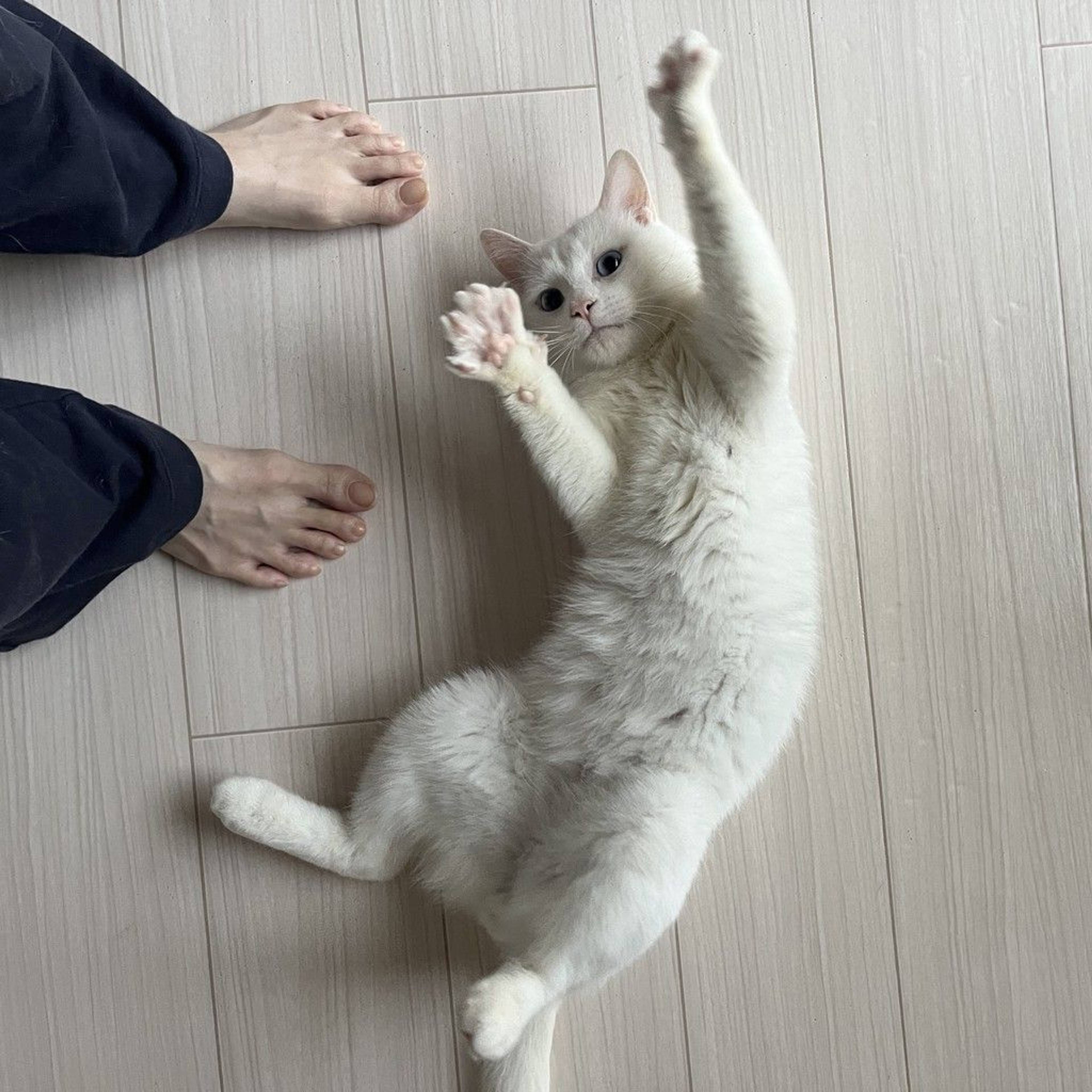 雑種（ミックス猫）・オスの里親募集の写真