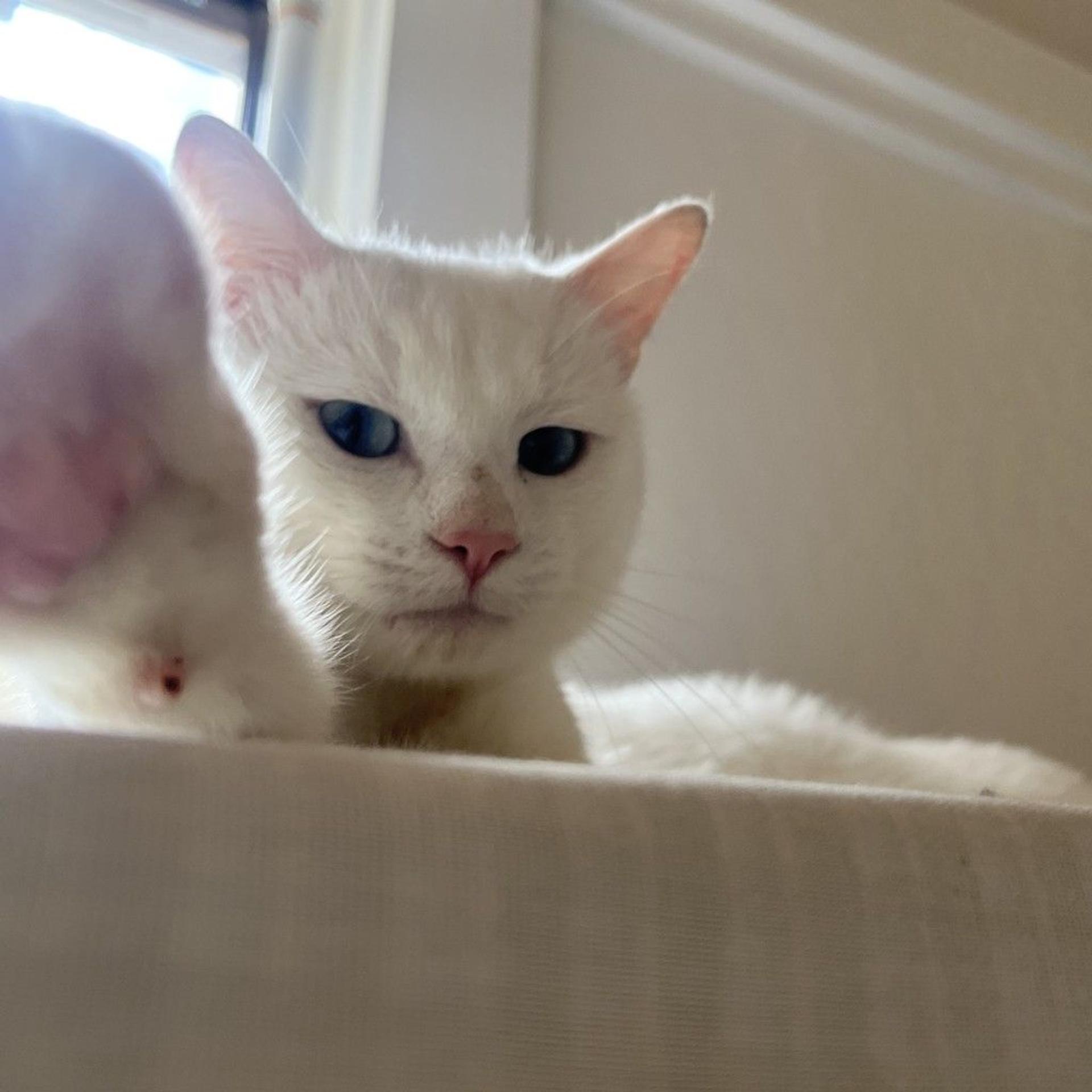 pet-image-2