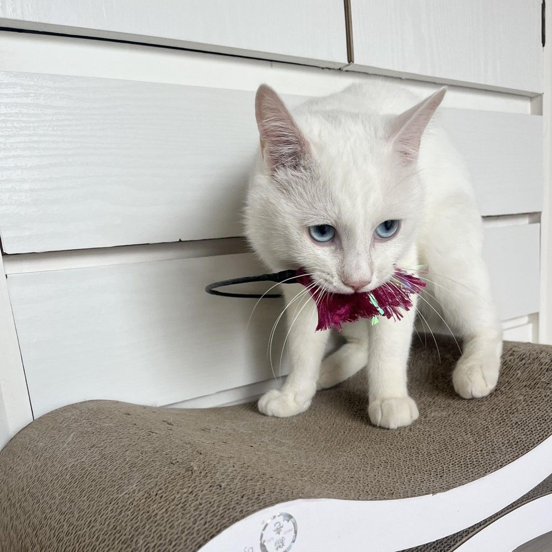 pet-image-4