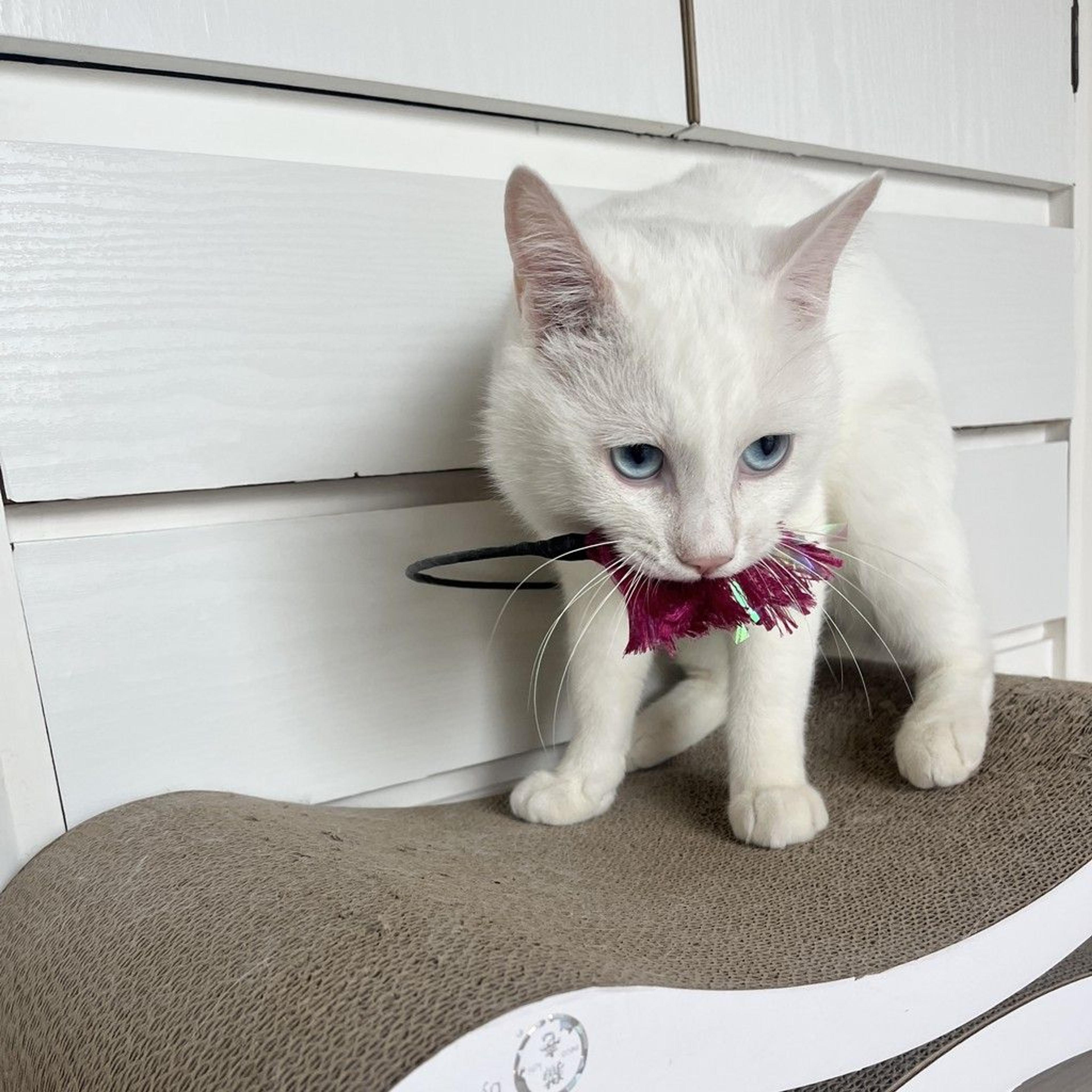 pet-image-4