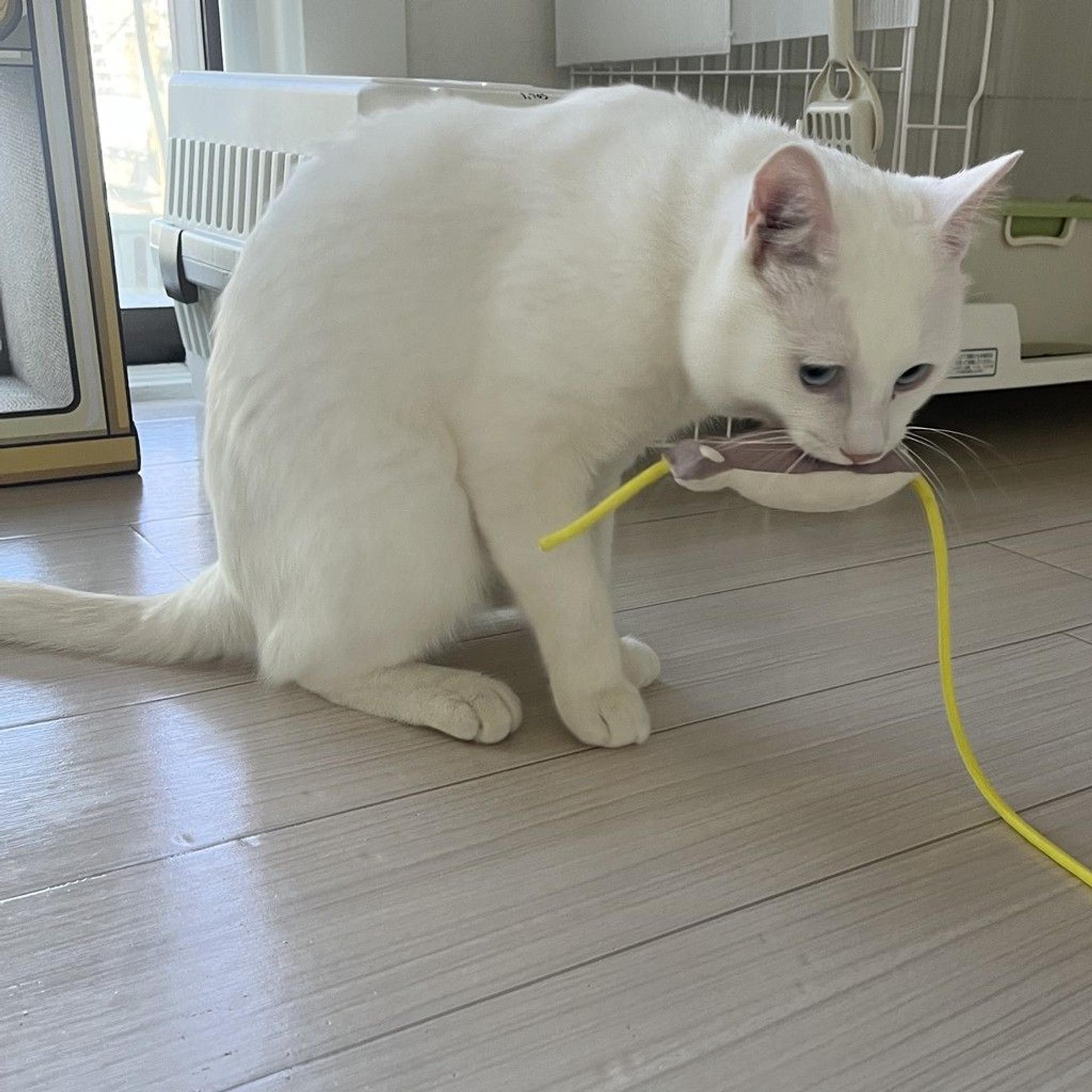 pet-image-6