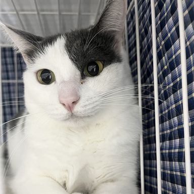 雑種（ミックス猫）・メスの里親募集の写真