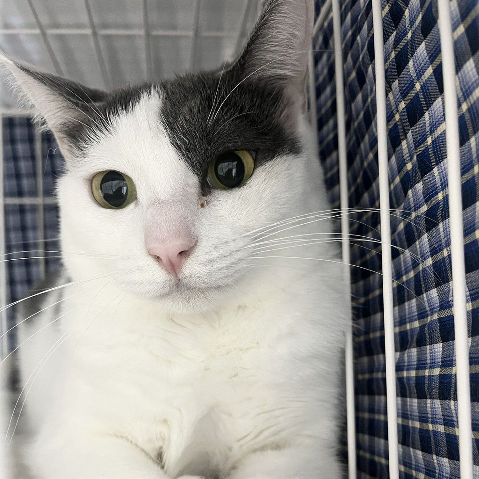 雑種（ミックス猫）・メスの里親募集の写真