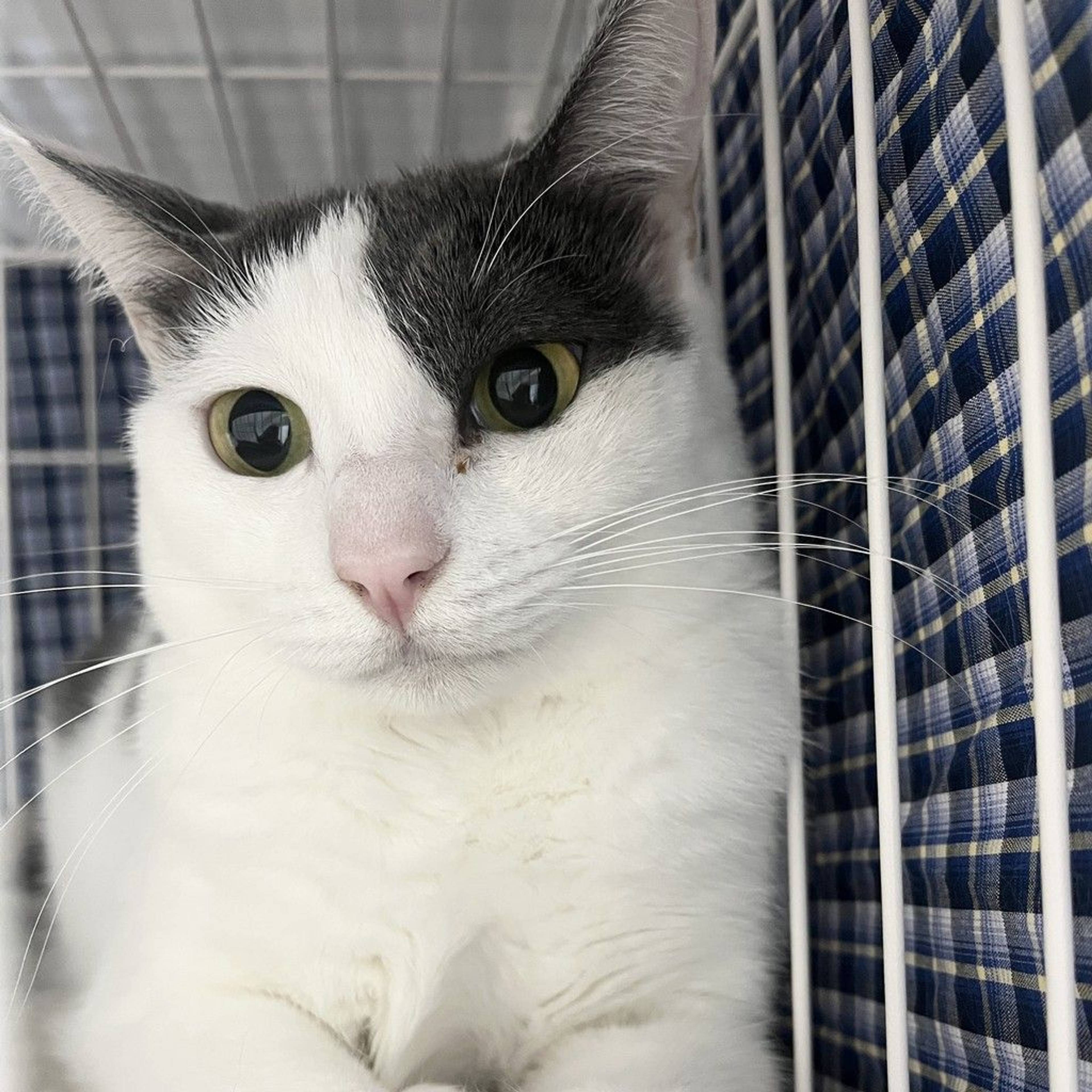 雑種（ミックス猫）・メスの里親募集の写真