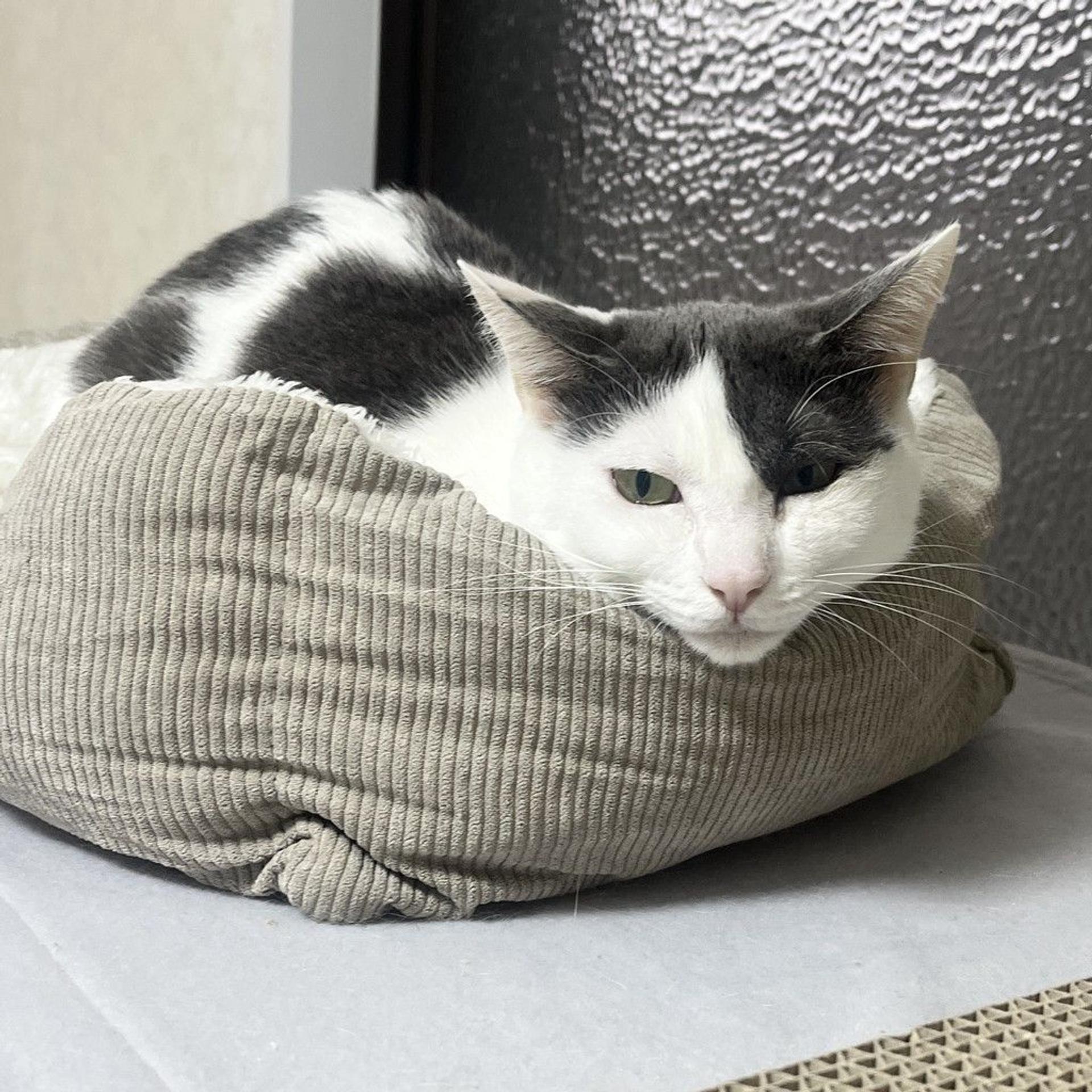 pet-image-6