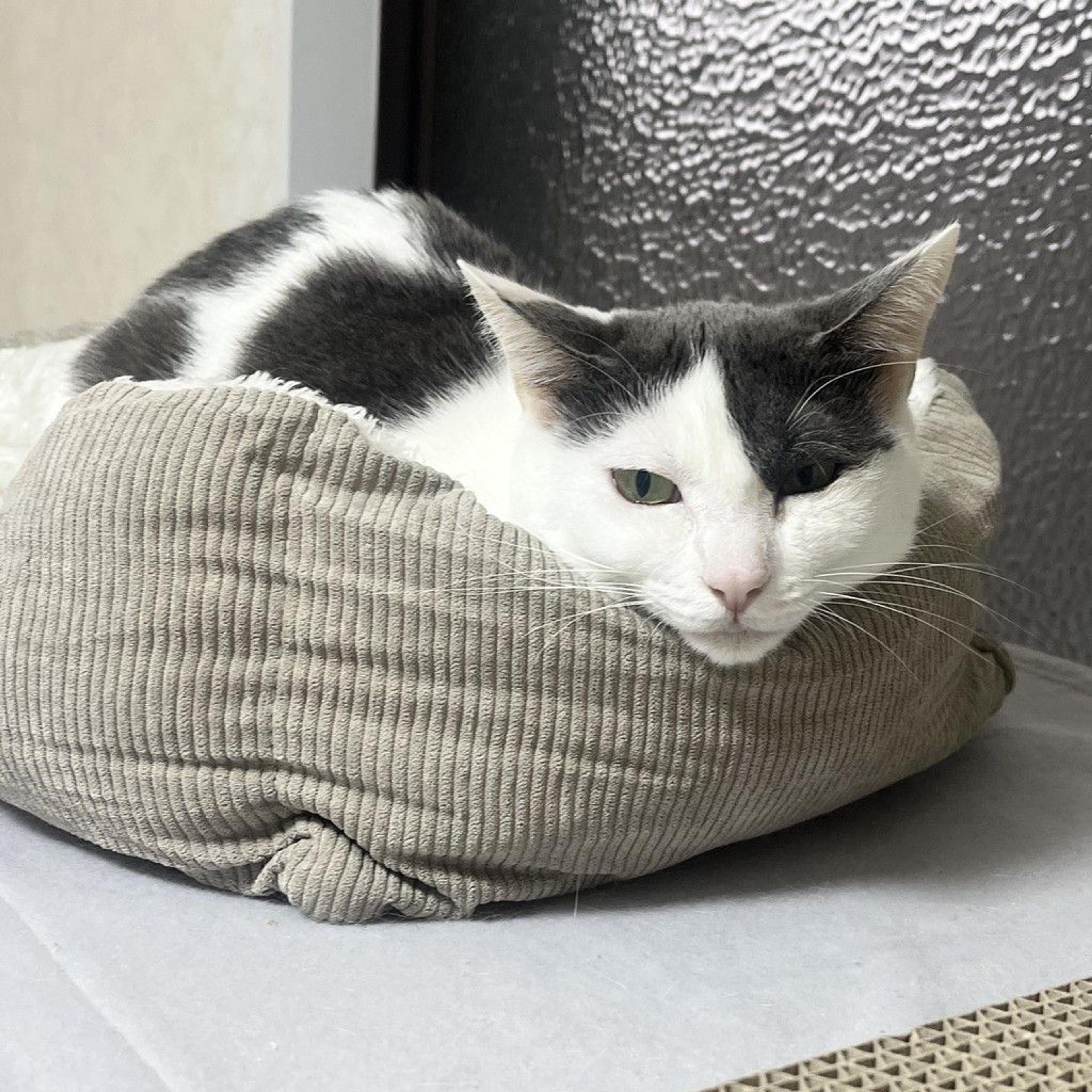 pet-image-6