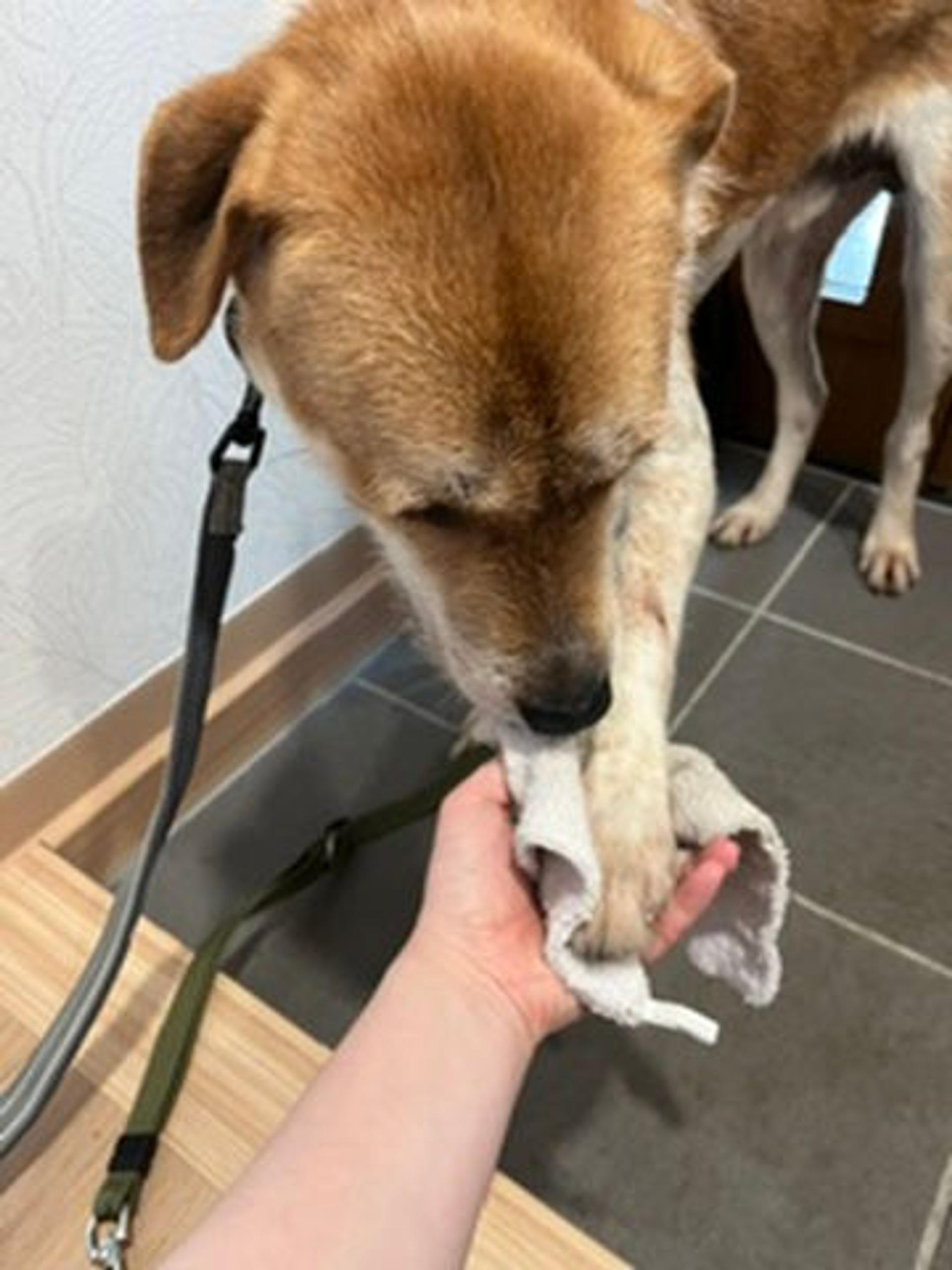 pet-image-2