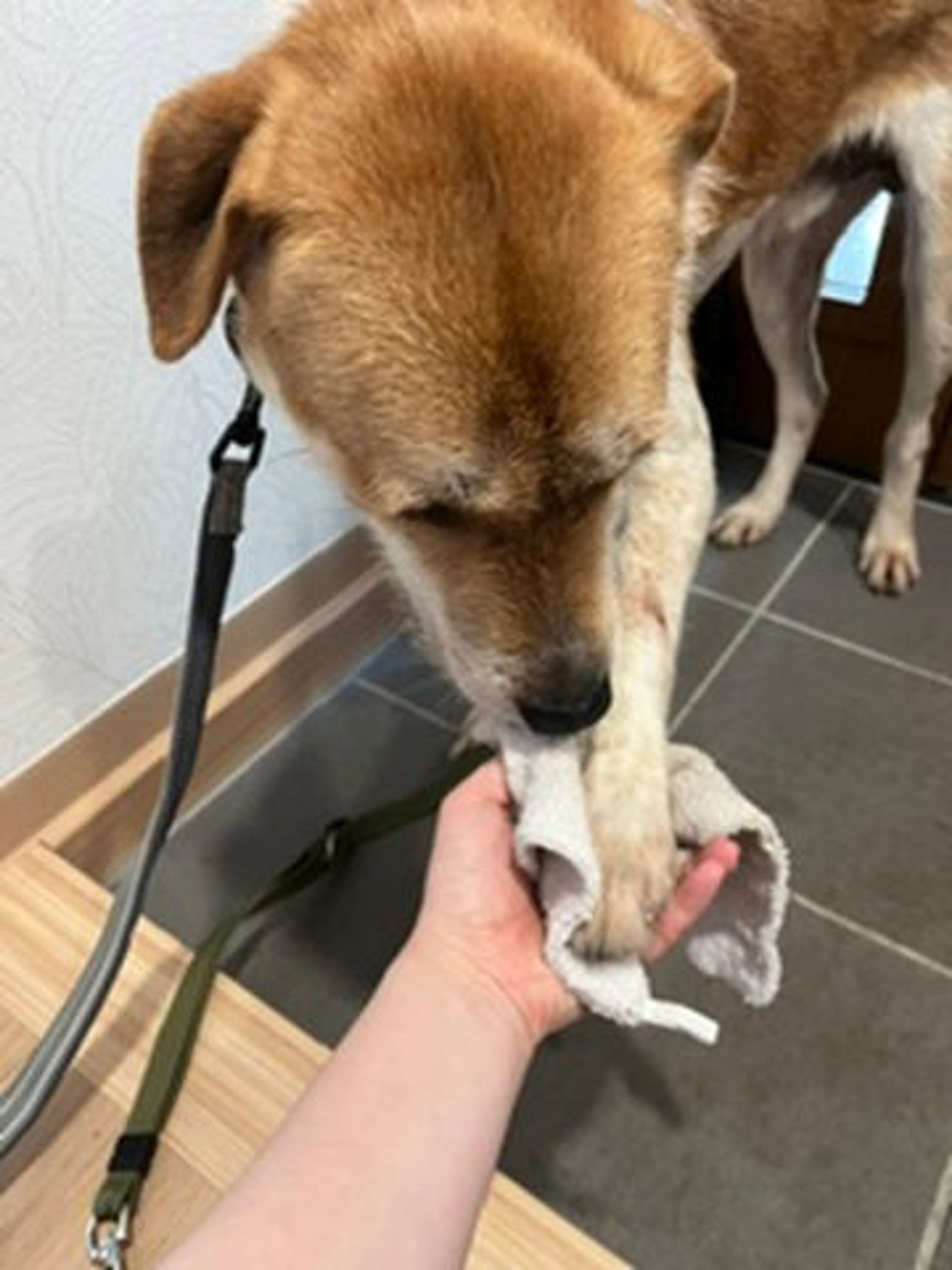 pet-image-2