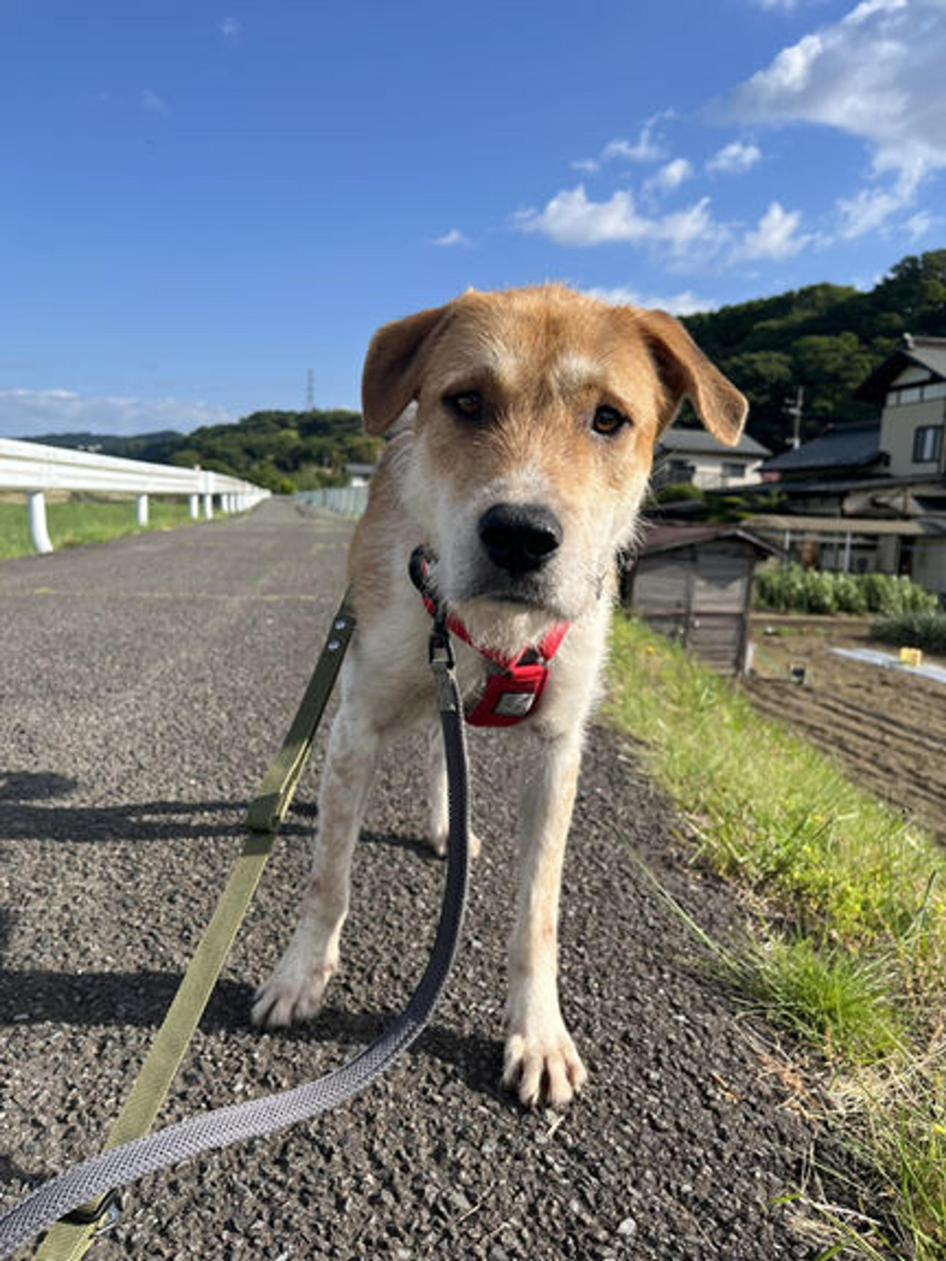 pet-image-3