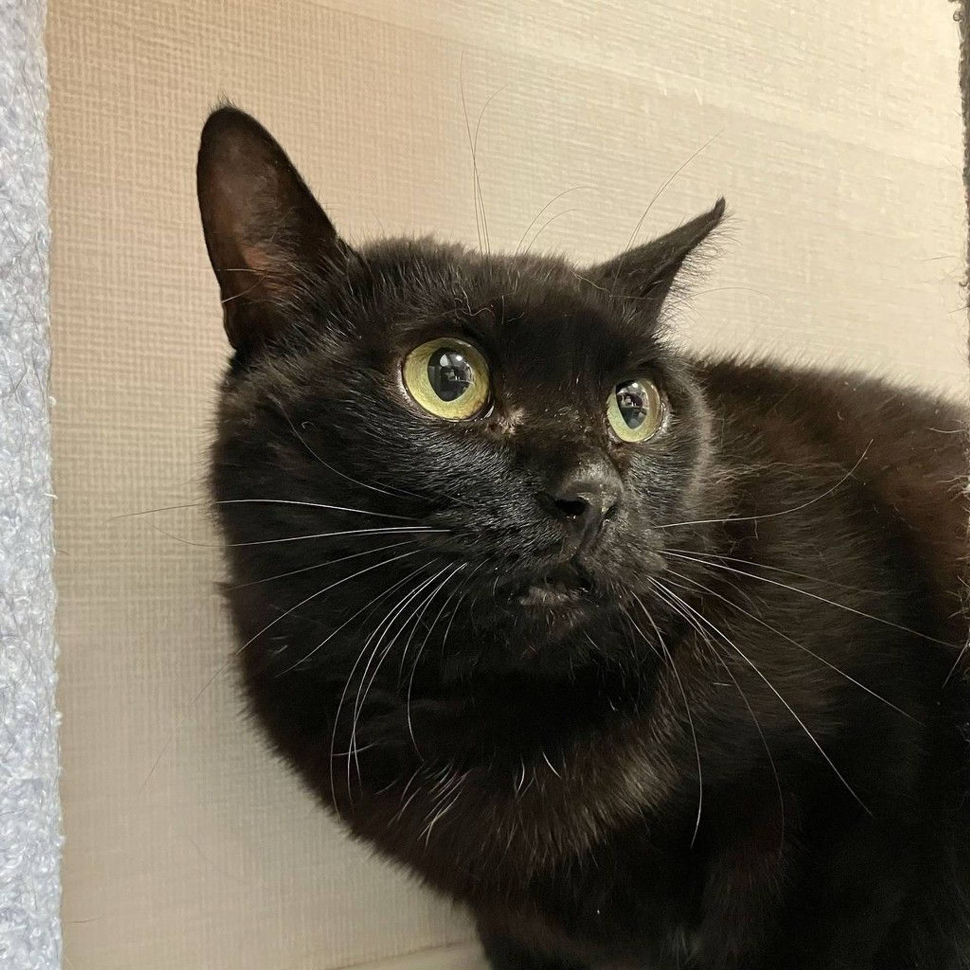 雑種（ミックス猫）・メスの里親募集の写真