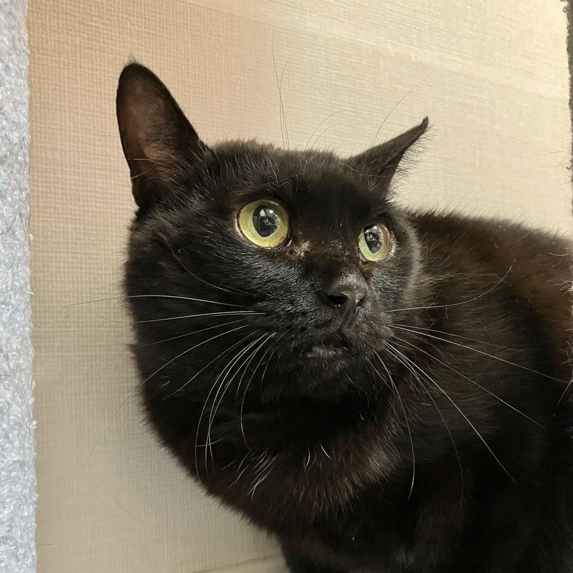 雑種（ミックス猫）・メスの里親募集の写真